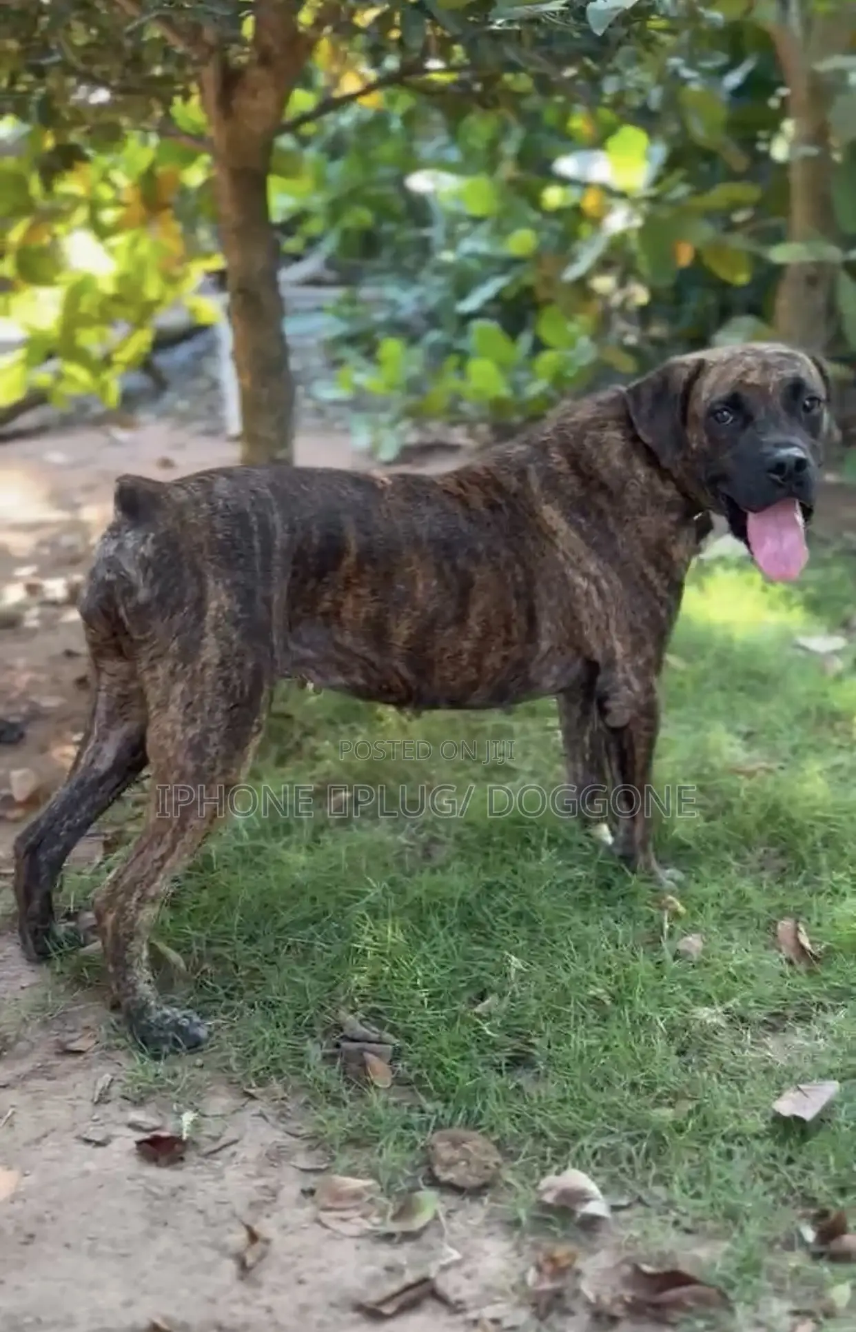 6-12 months Female Purebred Boerboel