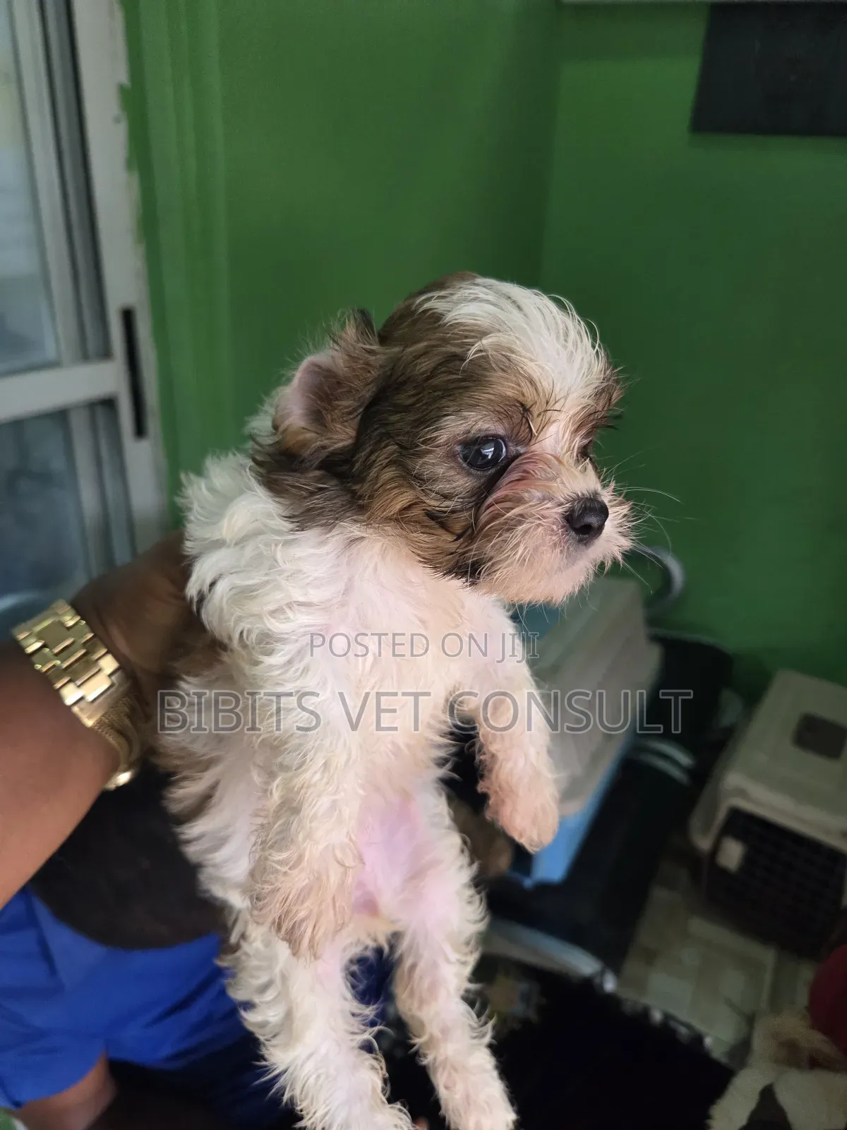 1-3 months Female Purebred Lhasa Apso