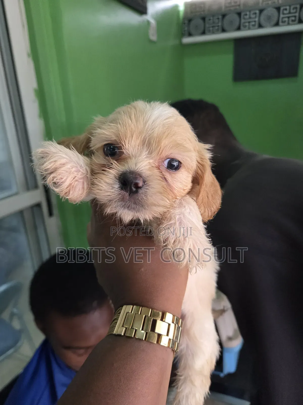 1-3 months Female Purebred Lhasa Apso
