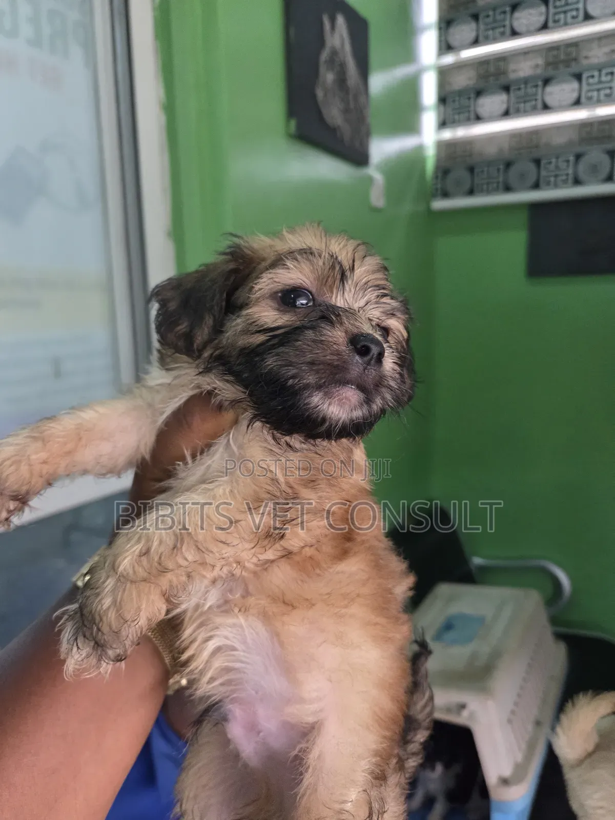 1-3 months Female Purebred Lhasa Apso