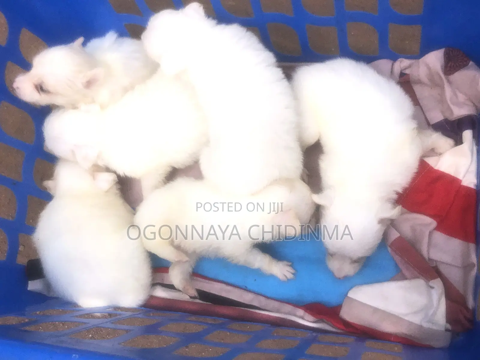 1-3 months Female Purebred American Eskimo