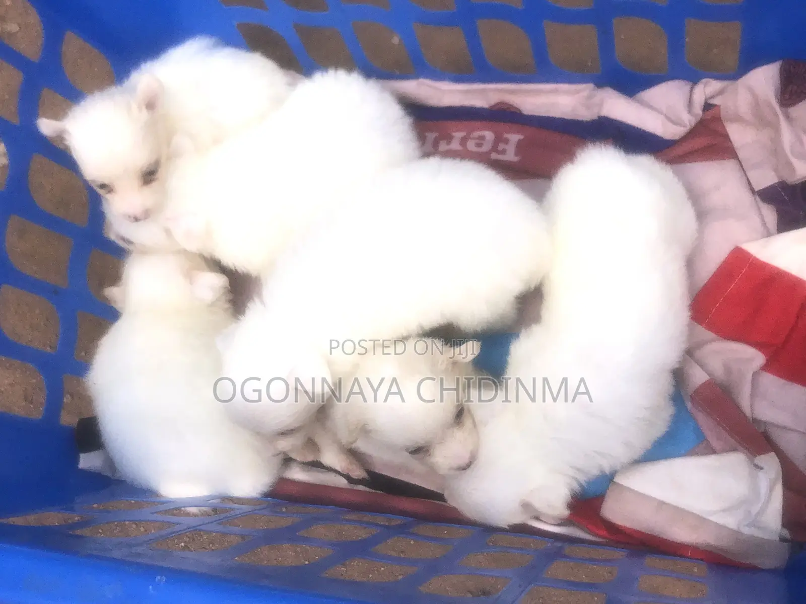 1-3 months Female Purebred American Eskimo