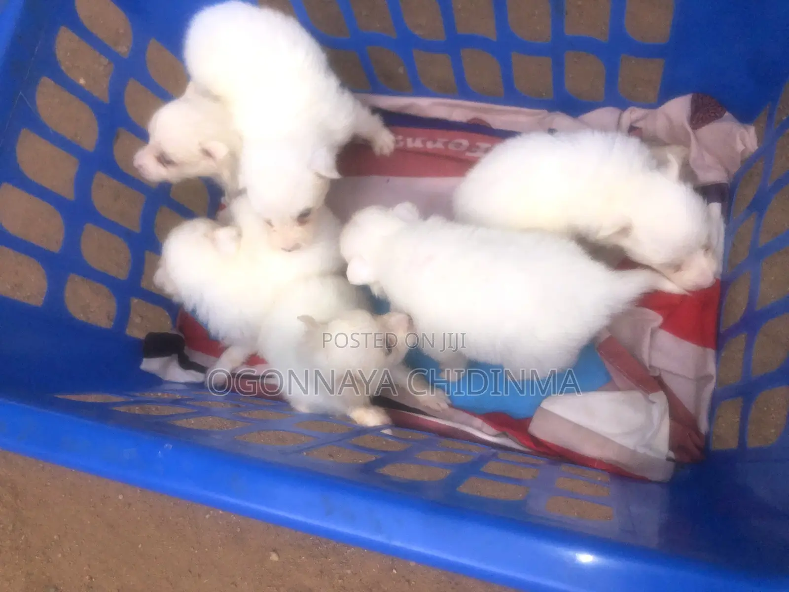 1-3 months Female Purebred American Eskimo