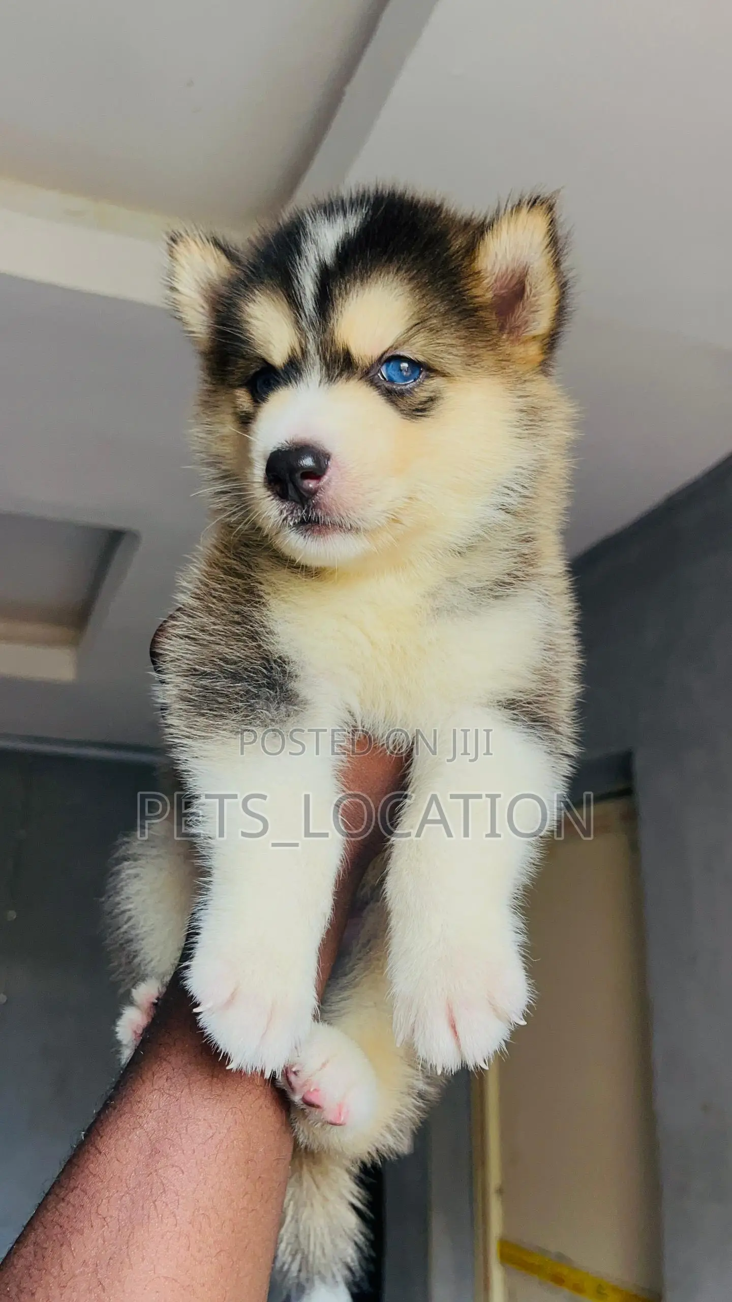 1-3 months Male Purebred Siberian Husky