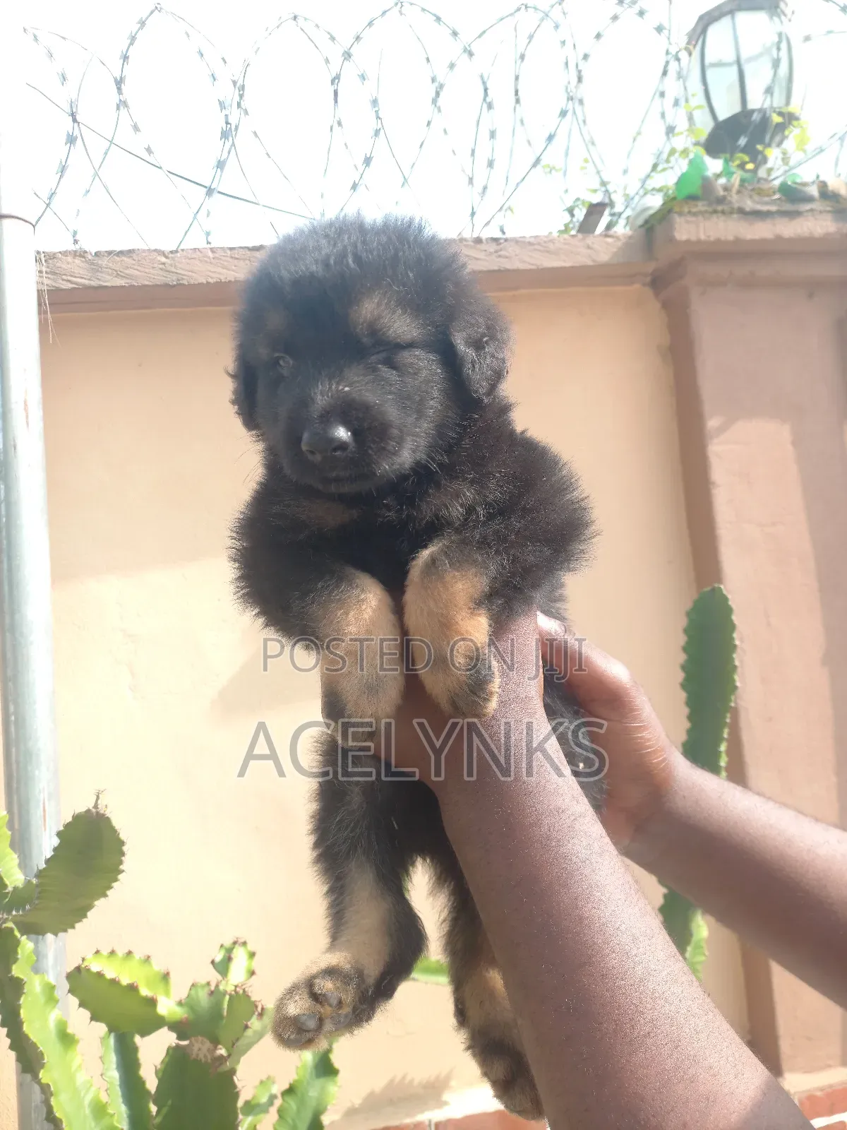 1-3 months Male Purebred German Shepherd