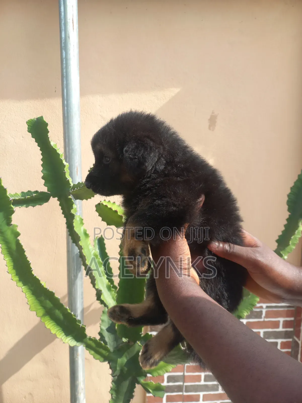 1-3 months Male Purebred German Shepherd