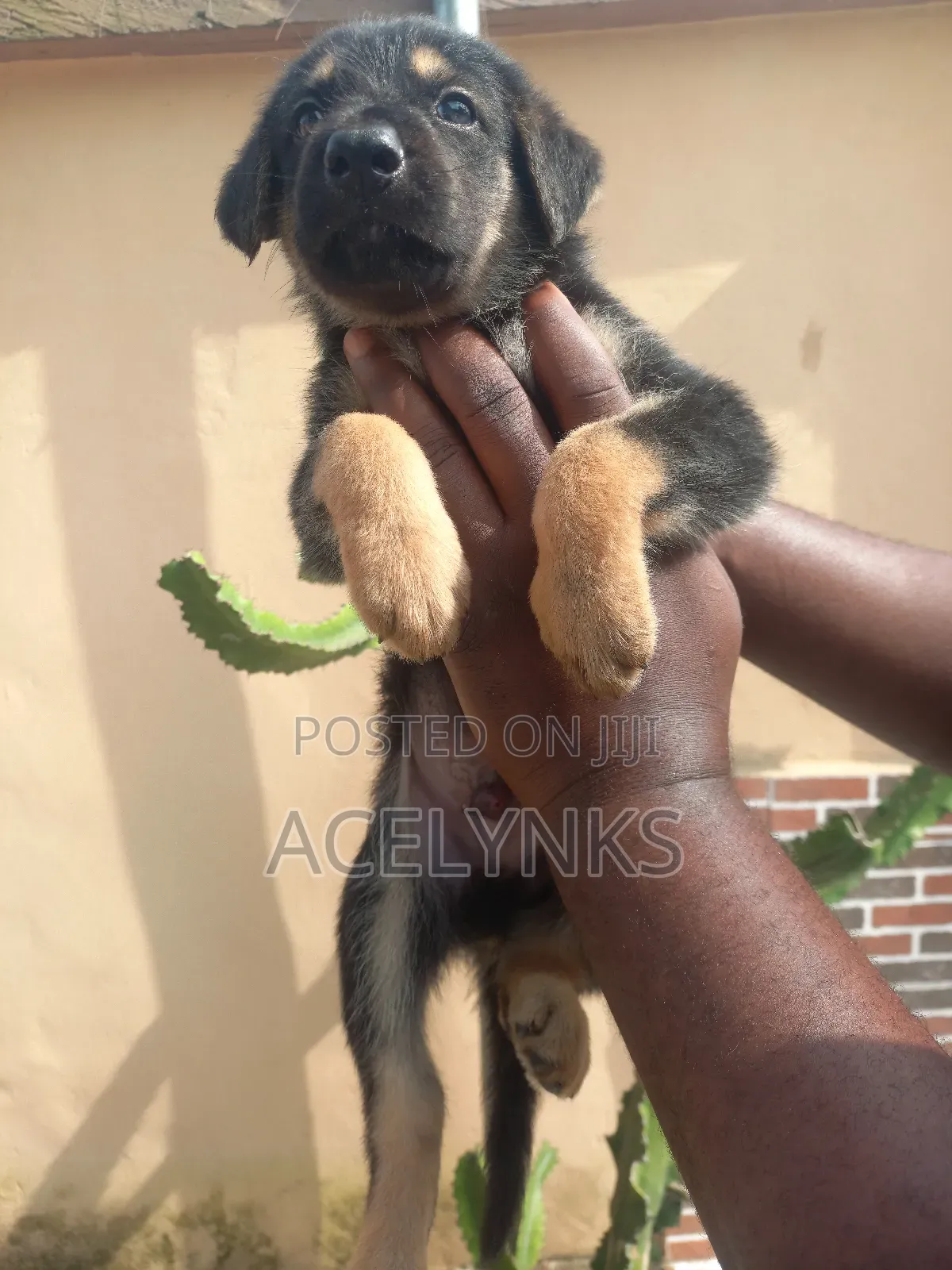 1-3 months Male Purebred German Shepherd
