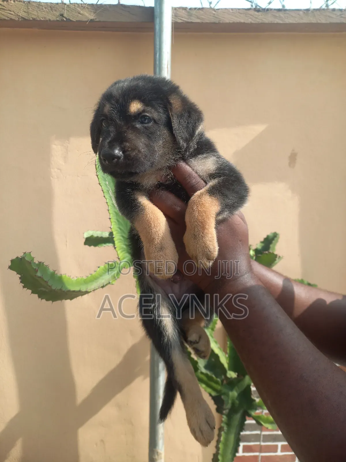 1-3 months Male Purebred German Shepherd
