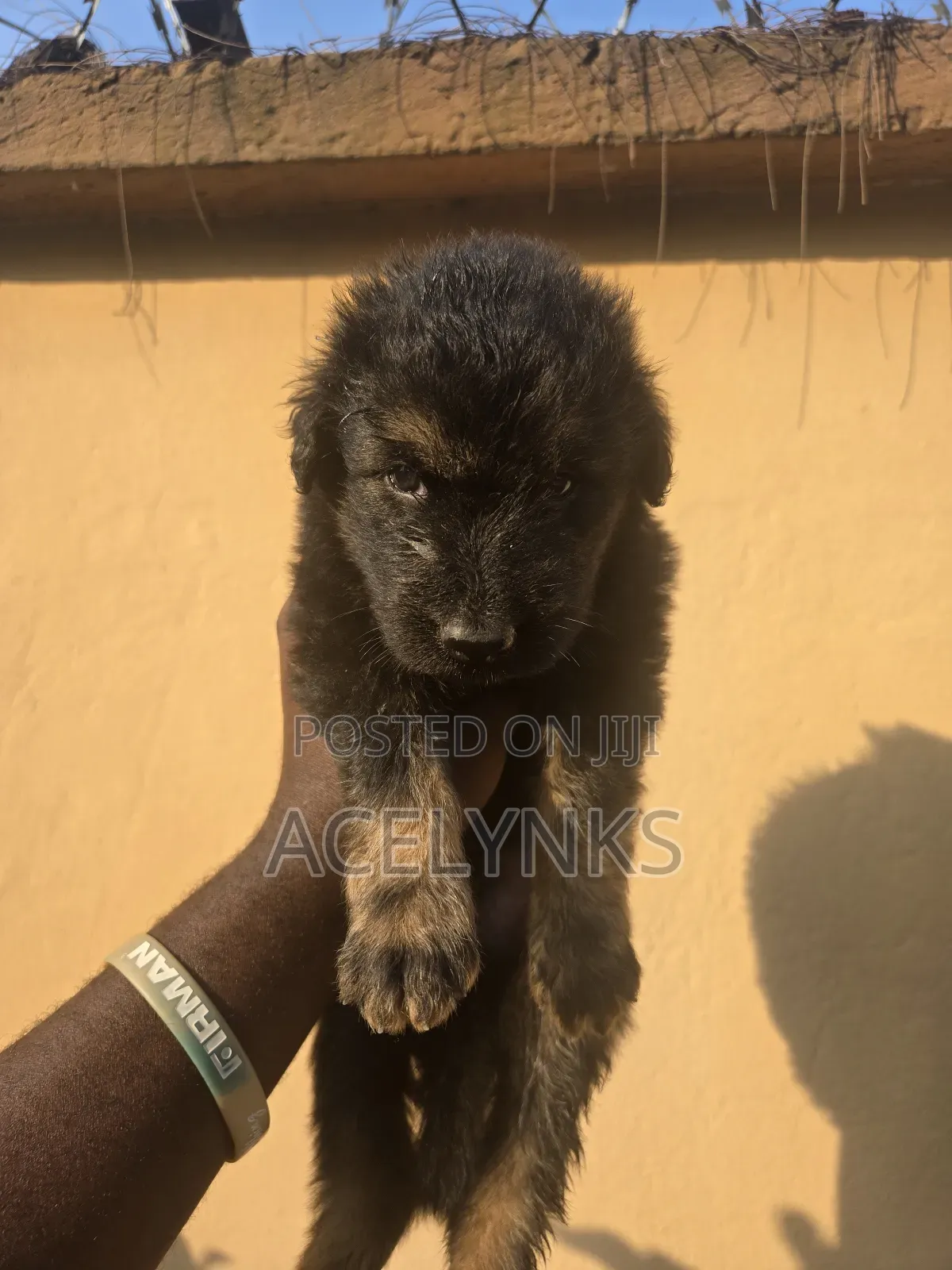 1-3 months Male Purebred German Shepherd