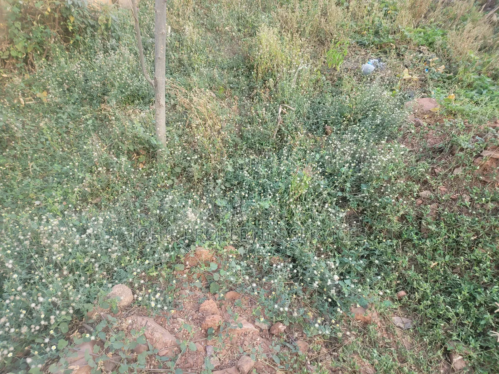 150 Hectares of Land for Sale at Wasa District With R of O for 17 Bil