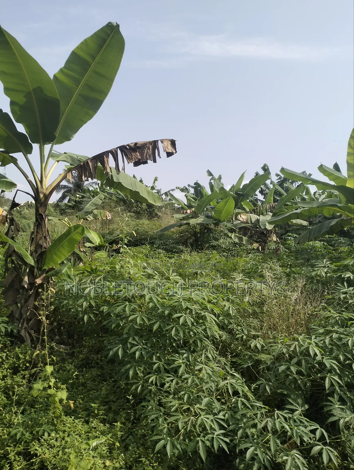 8 Half Plot of Land Along the Major Road With Enough Extension