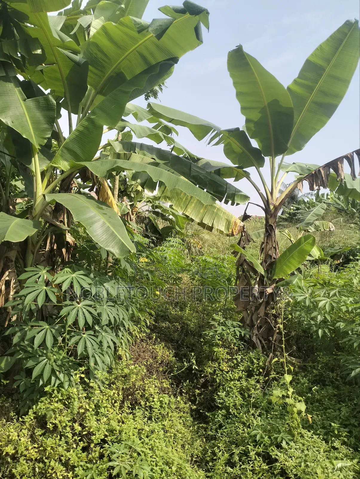 8 Half Plot of Land Along the Major Road With Enough Extension