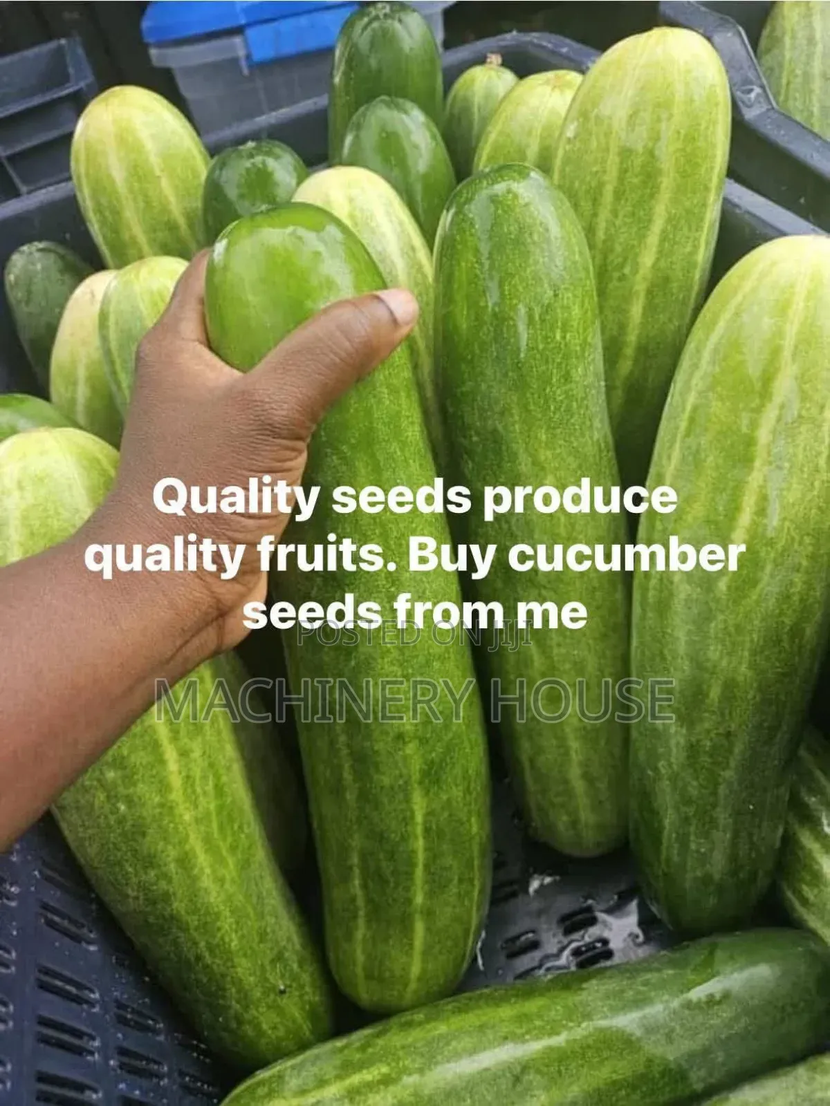 Seeds Cucumber Onions Corn Pepper Tomatoes Soyabeans Rice Beans Millet