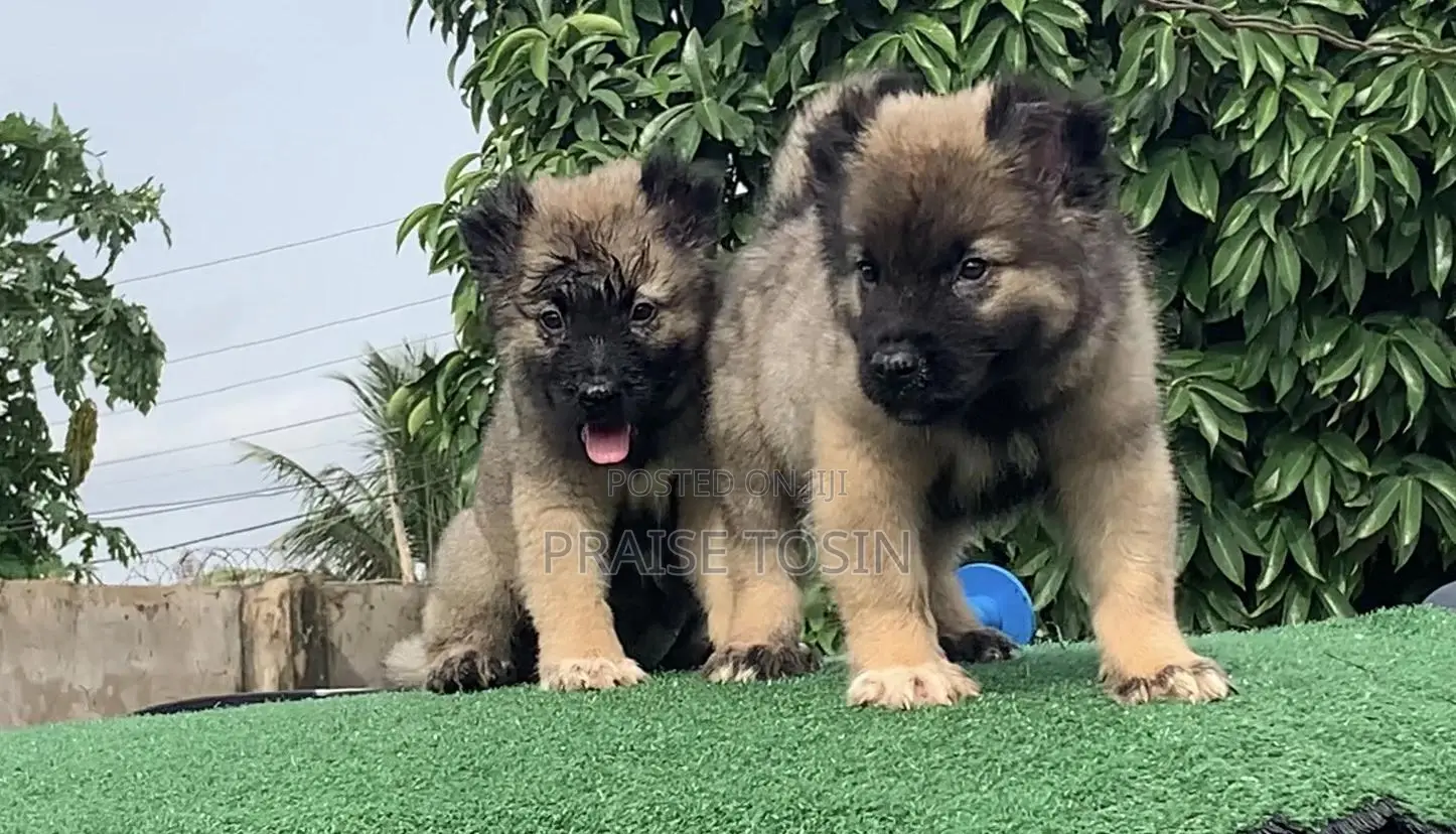 1-3 months Female Purebred Caucasian Shepherd