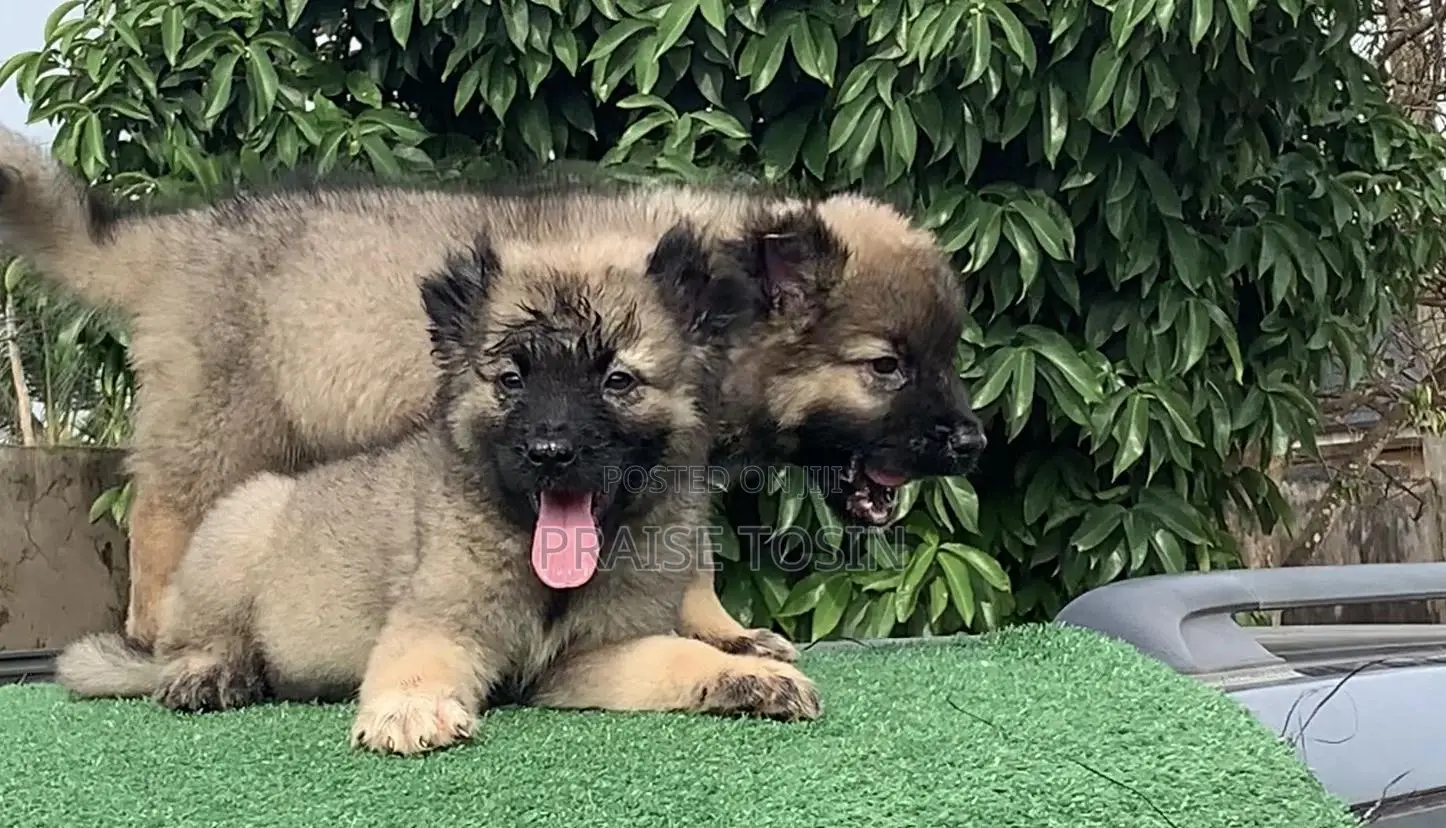 1-3 months Female Purebred Caucasian Shepherd