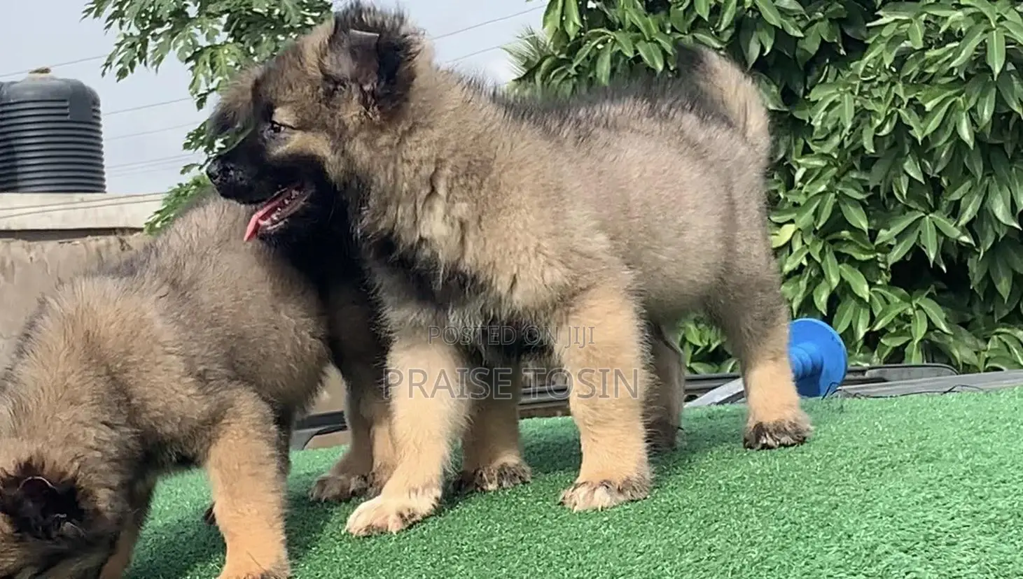 1-3 months Female Purebred Caucasian Shepherd