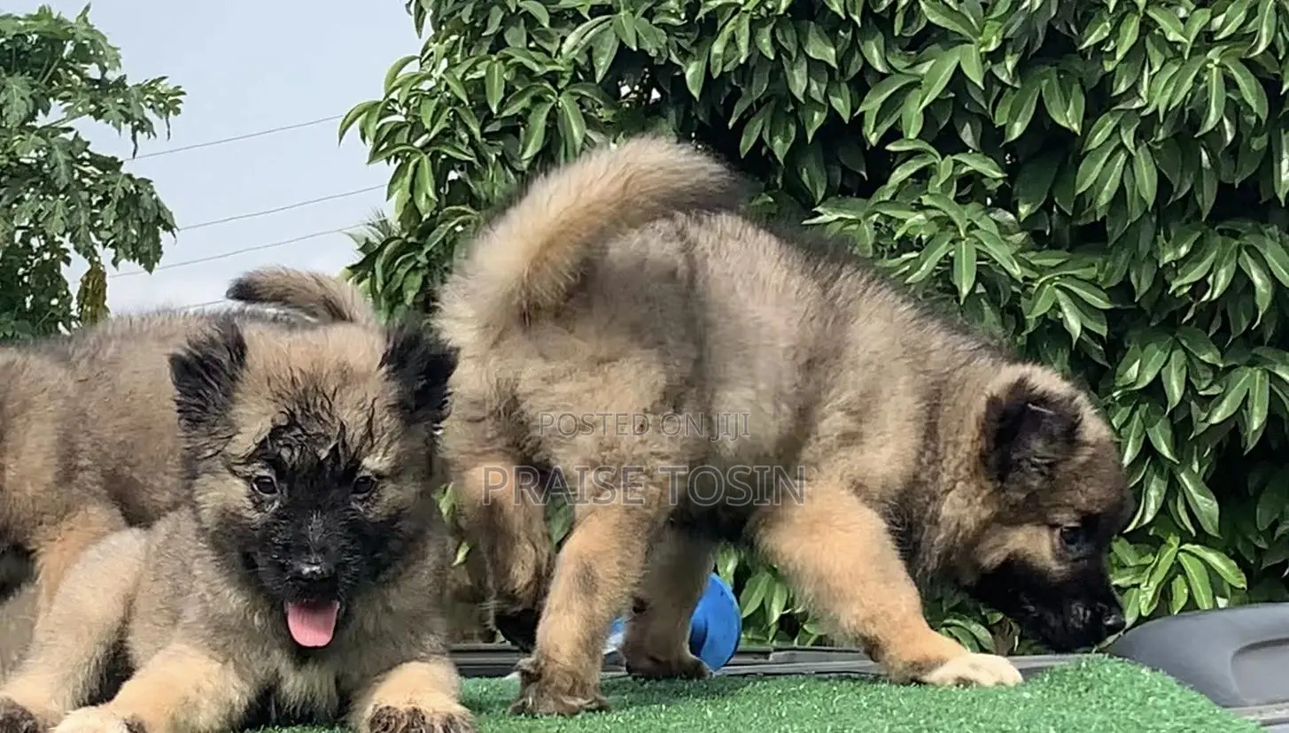1-3 months Female Purebred Caucasian Shepherd