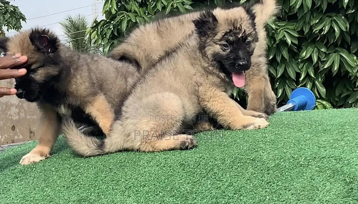 1-3 months Female Purebred Caucasian Shepherd