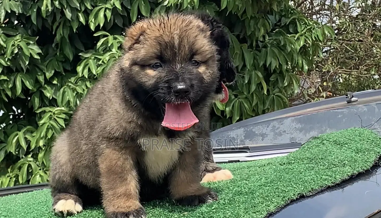 1-3 months Male Purebred Caucasian Shepherd