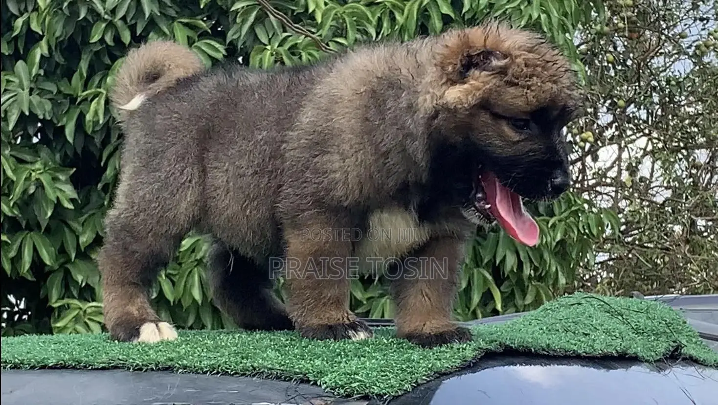 1-3 months Male Purebred Caucasian Shepherd