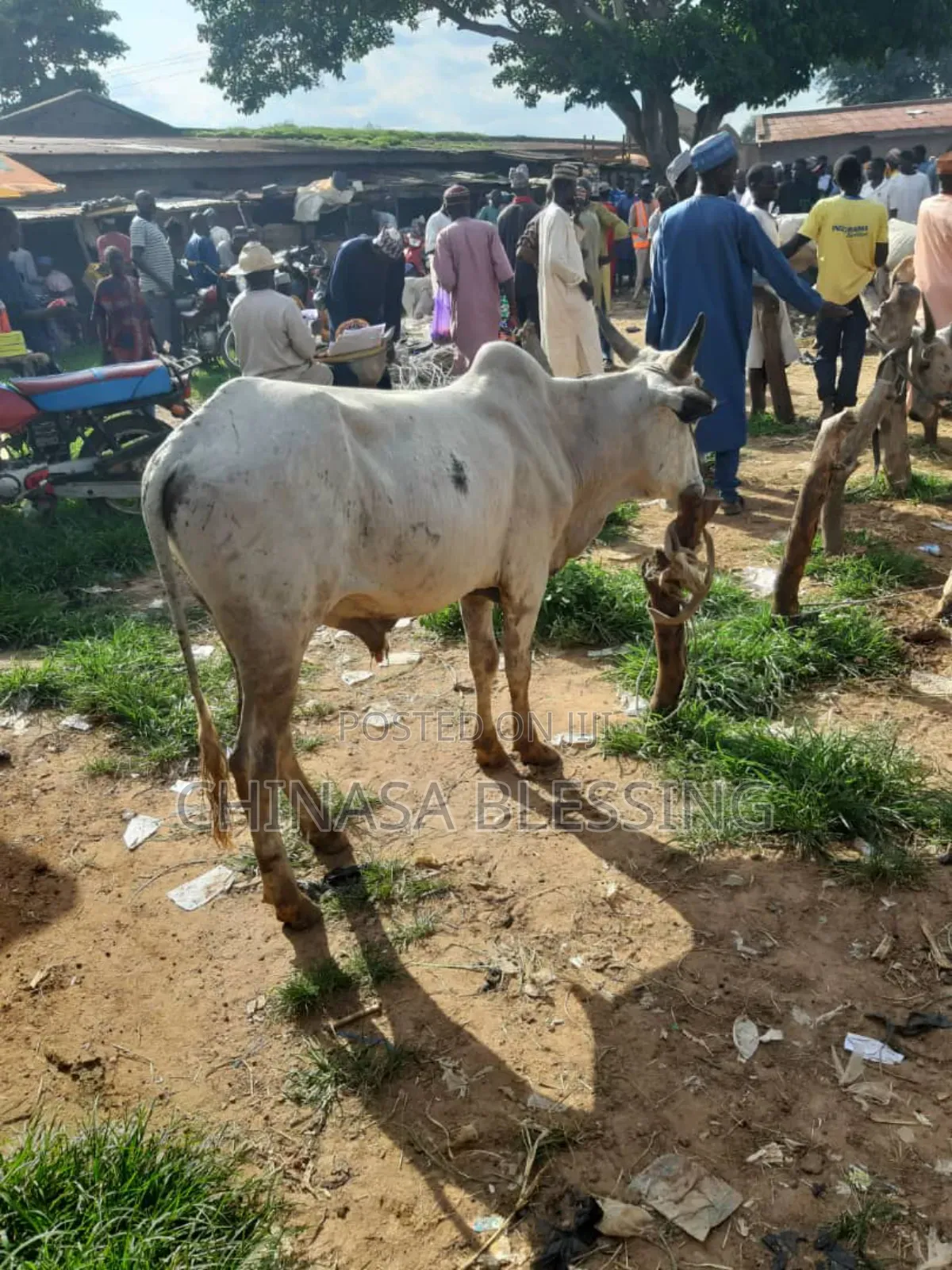 A Whole Cow