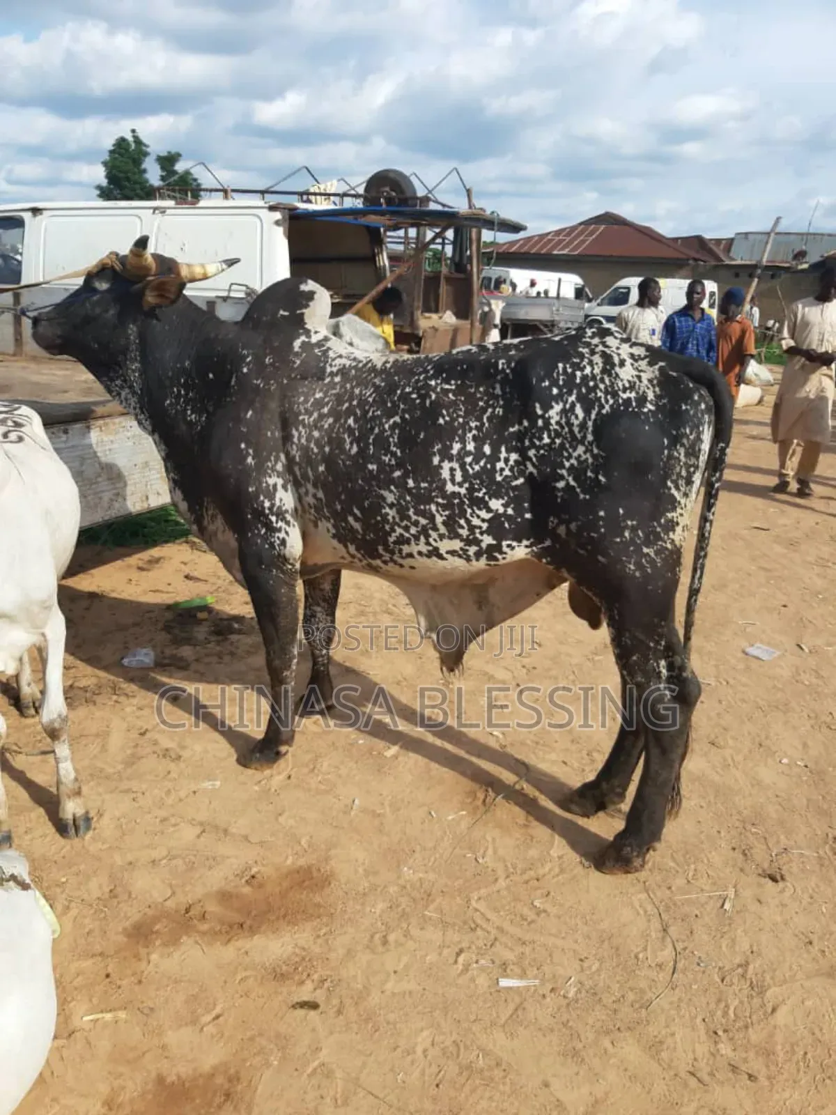 A Whole Cow