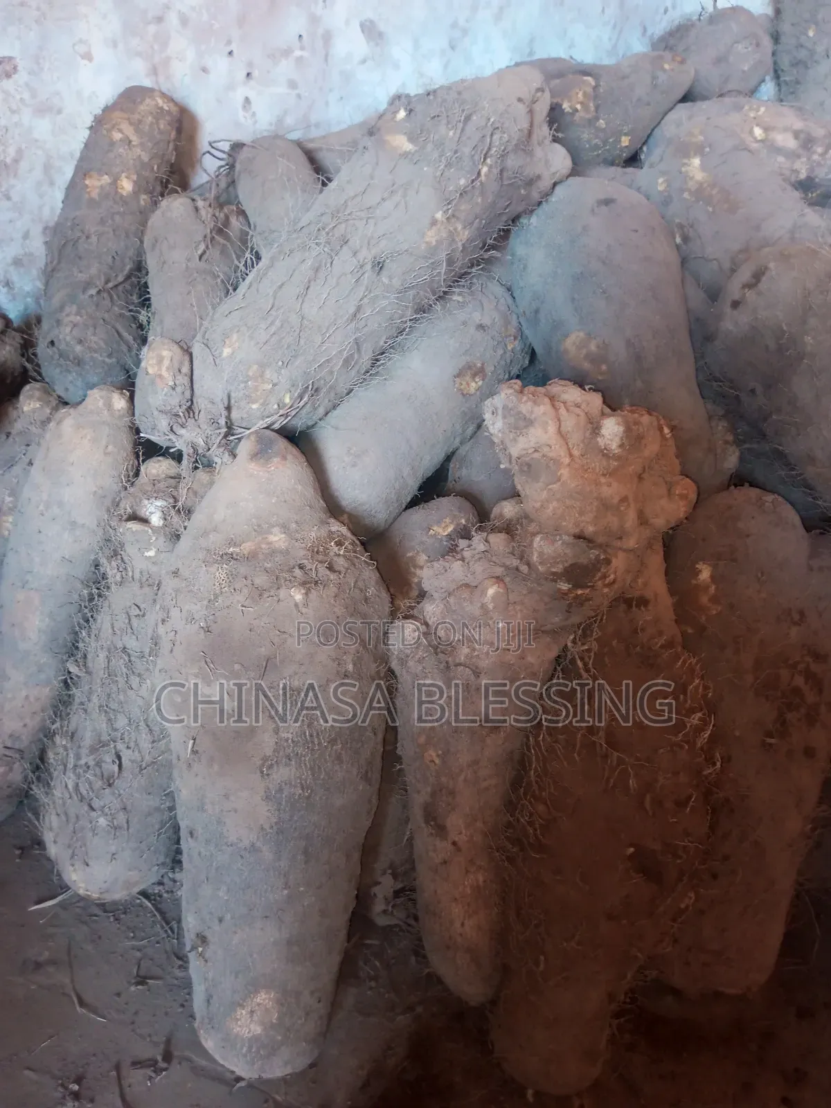 Very Big Sizes of Yam