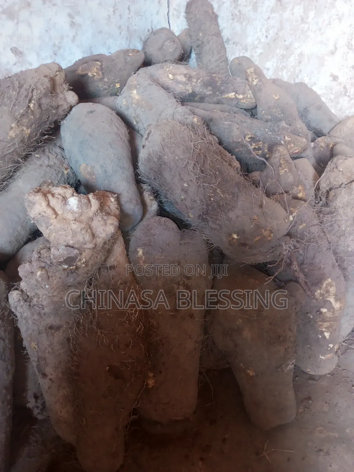 Very Big Sizes of Yam