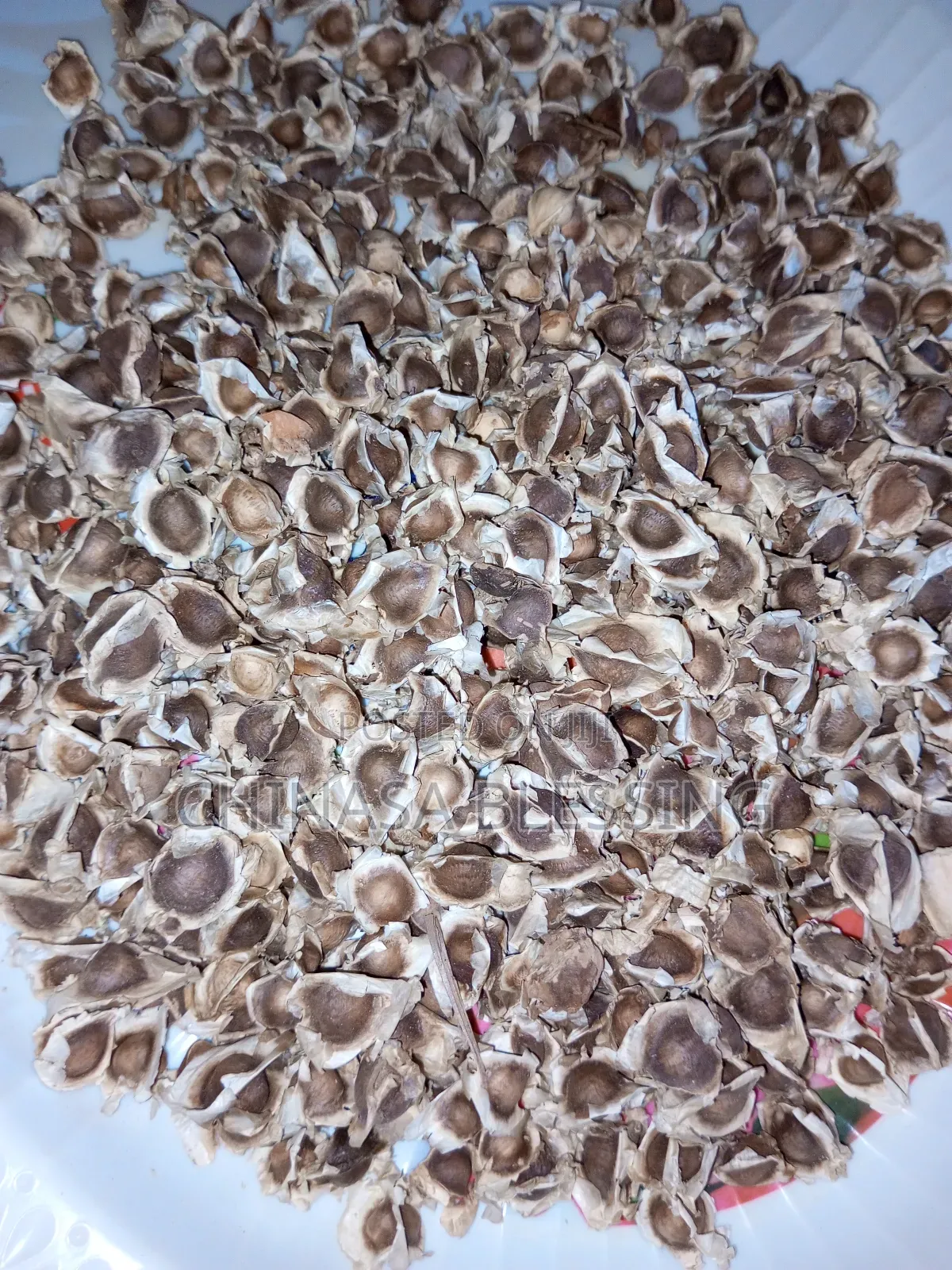 Moringa Seed