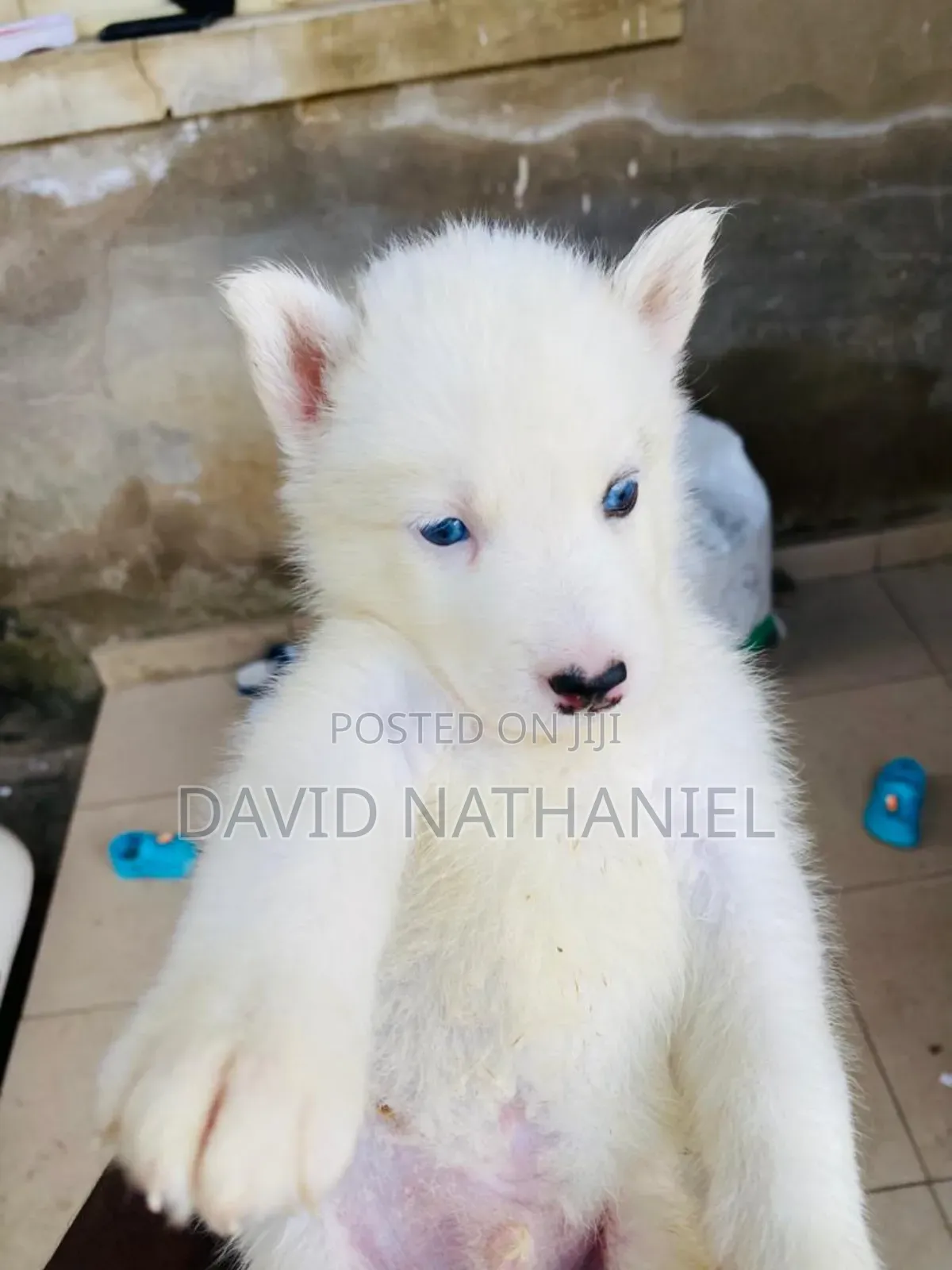 1-3 months Male Purebred Siberian Husky