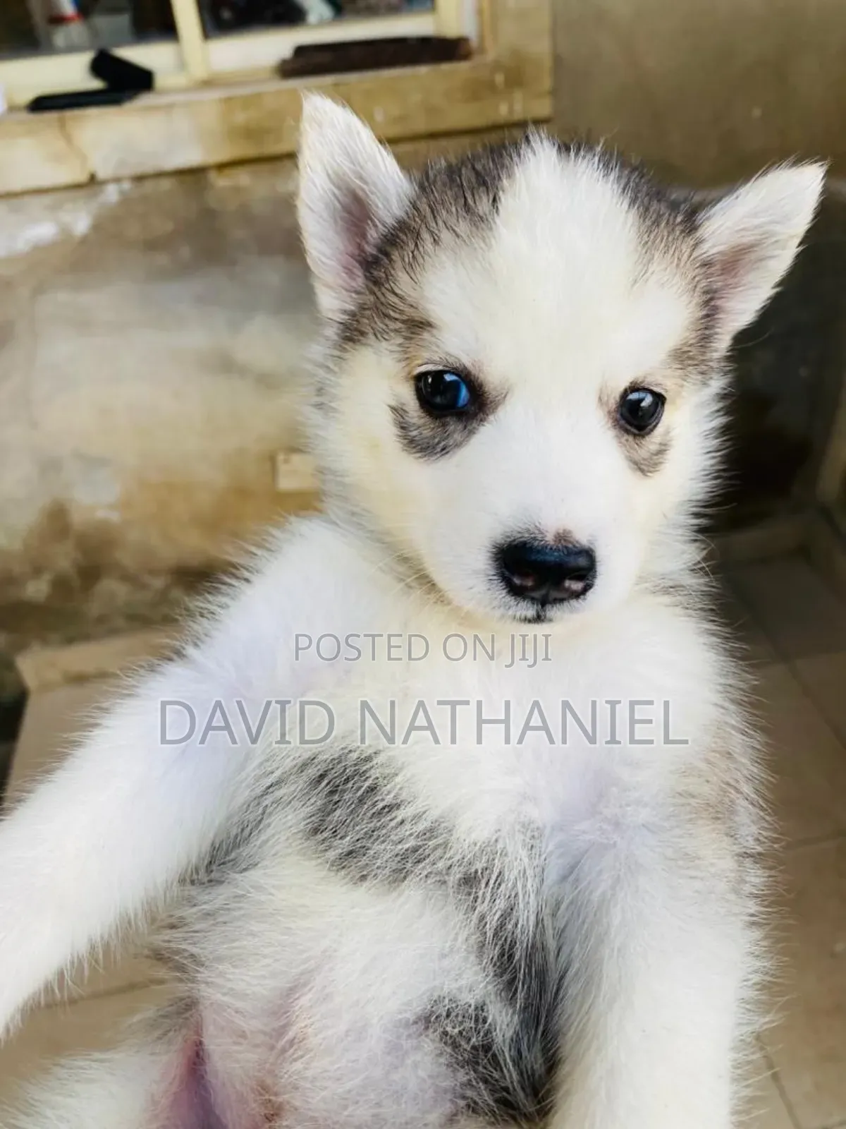 1-3 months Male Purebred Siberian Husky