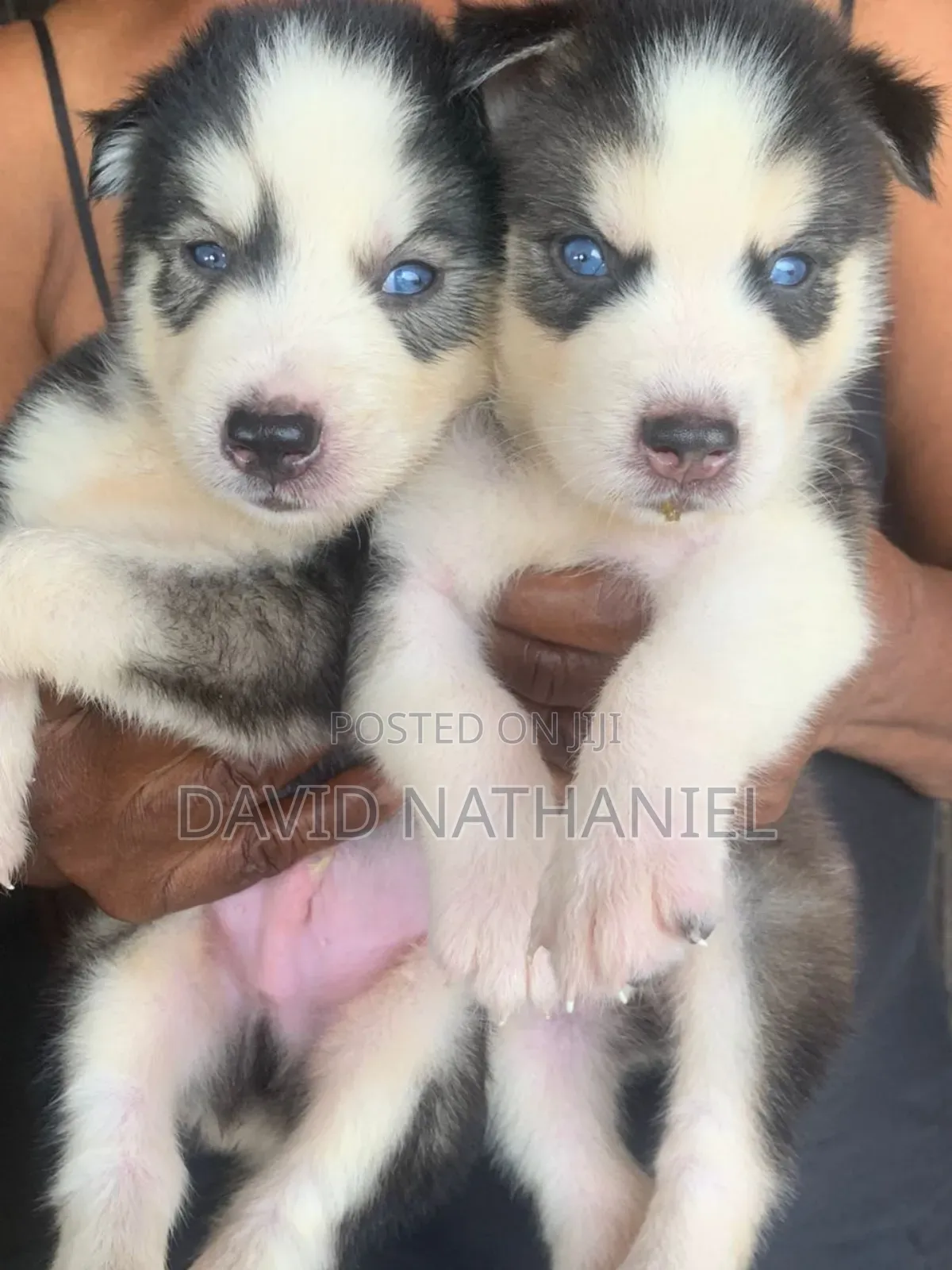 1-3 months Male Purebred Siberian Husky