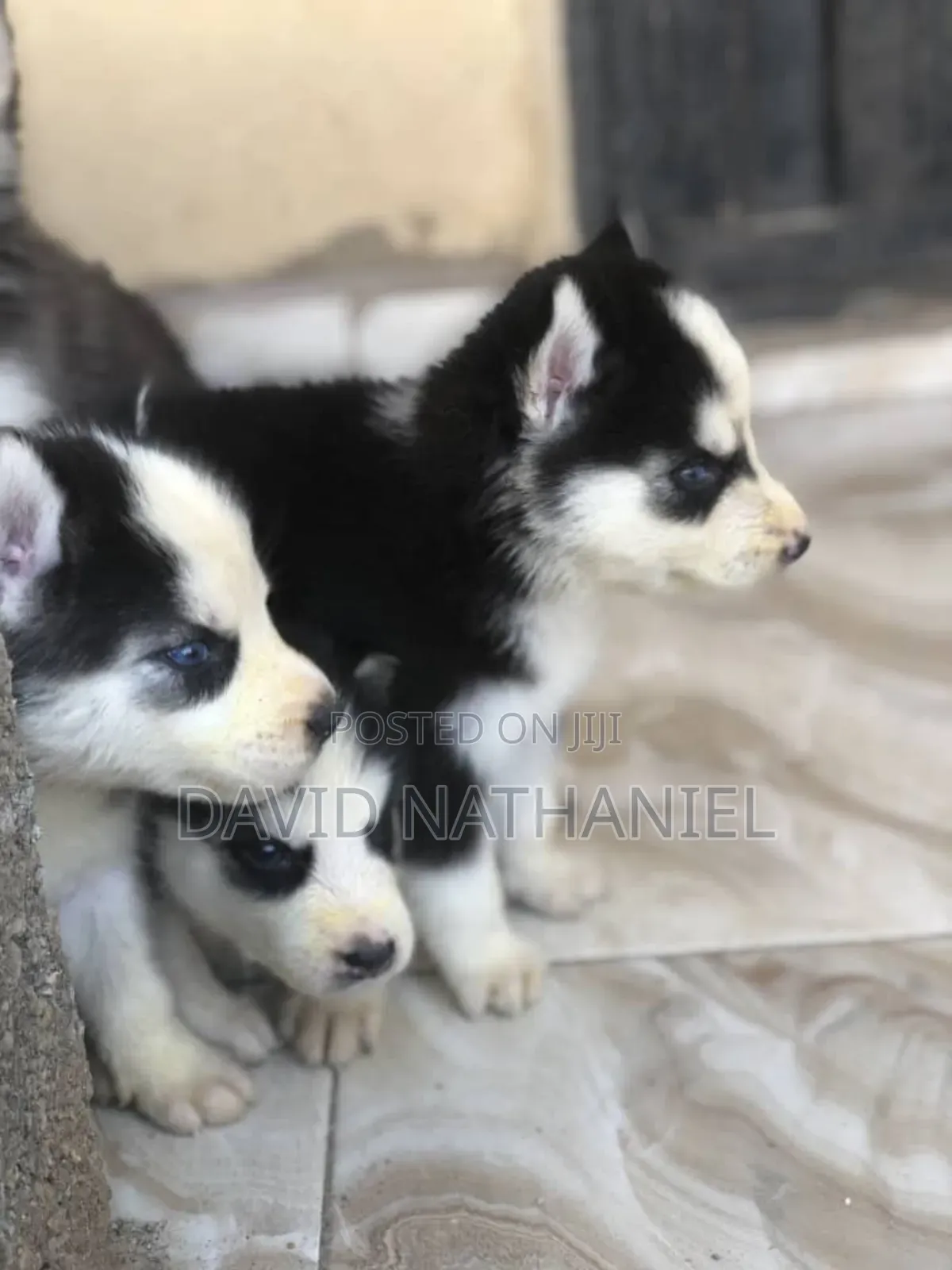 1-3 months Male Purebred Siberian Husky