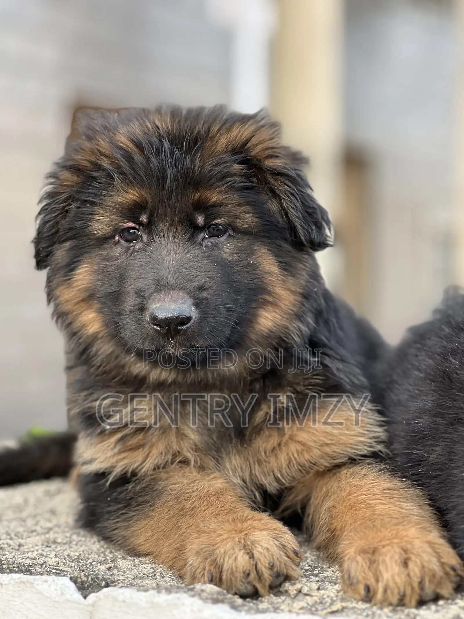 1-3 months Male Purebred German Shepherd