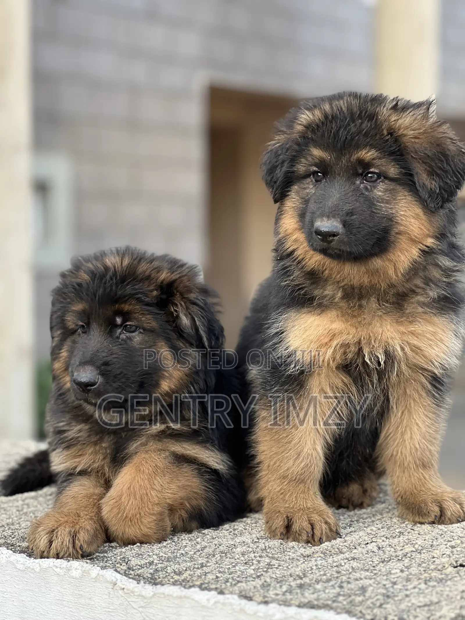 1-3 months Male Purebred German Shepherd