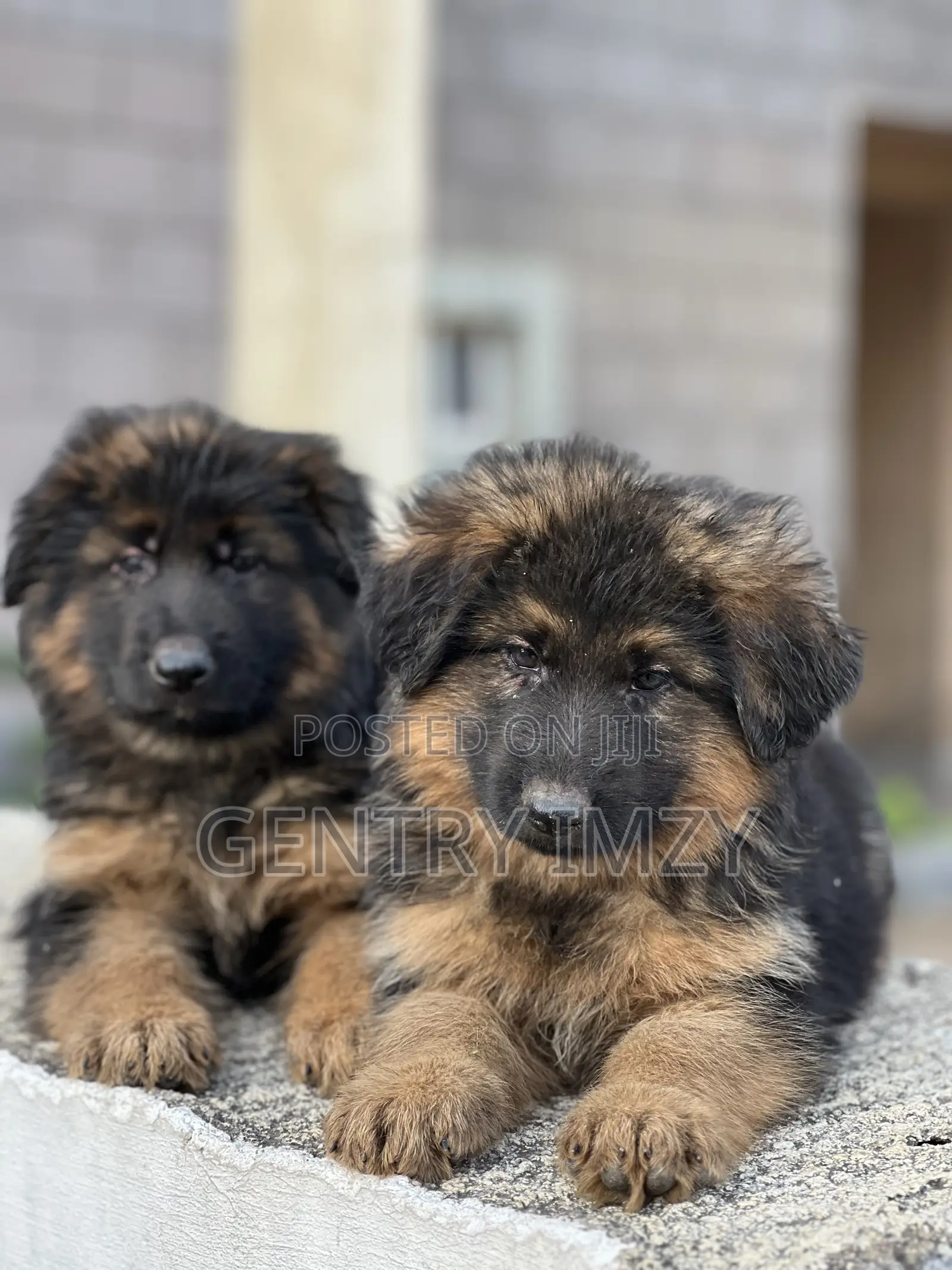 1-3 months Male Purebred German Shepherd