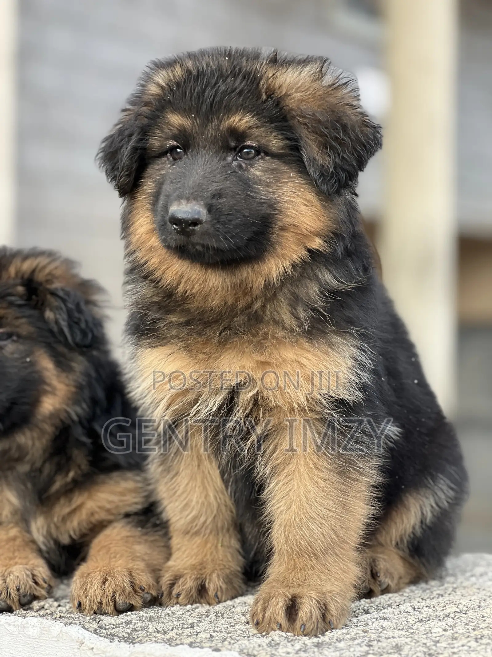 1-3 months Male Purebred German Shepherd