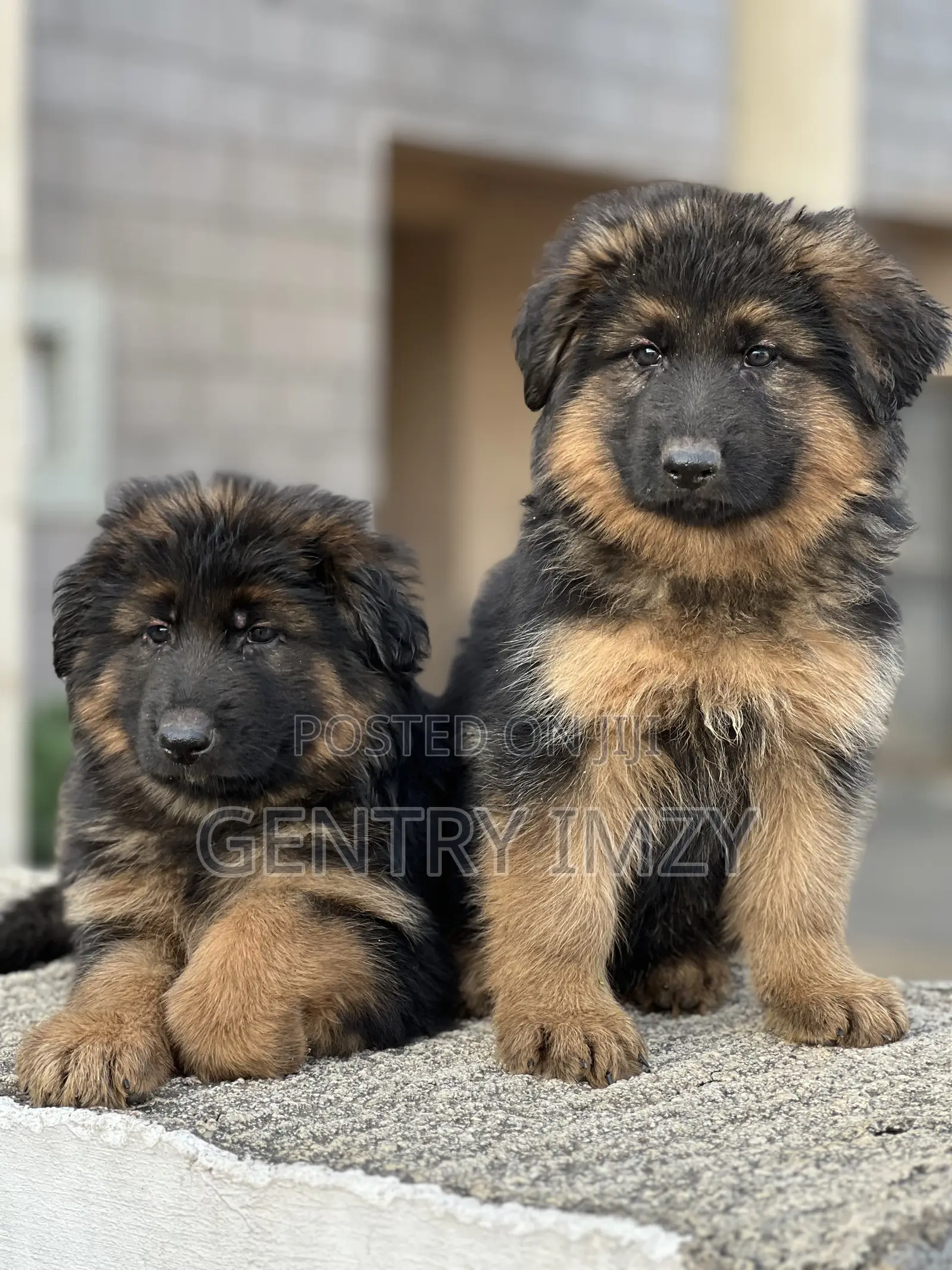 1-3 months Male Purebred German Shepherd
