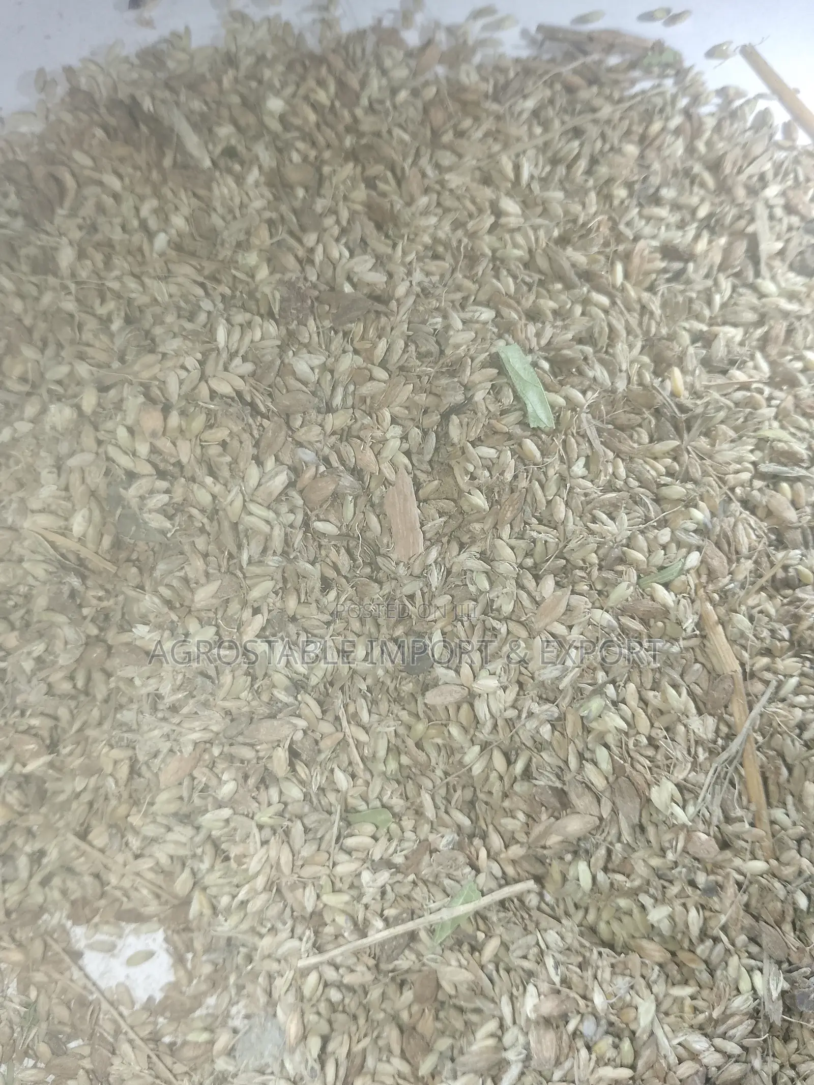 Mombasa Grass Seed Per Kg