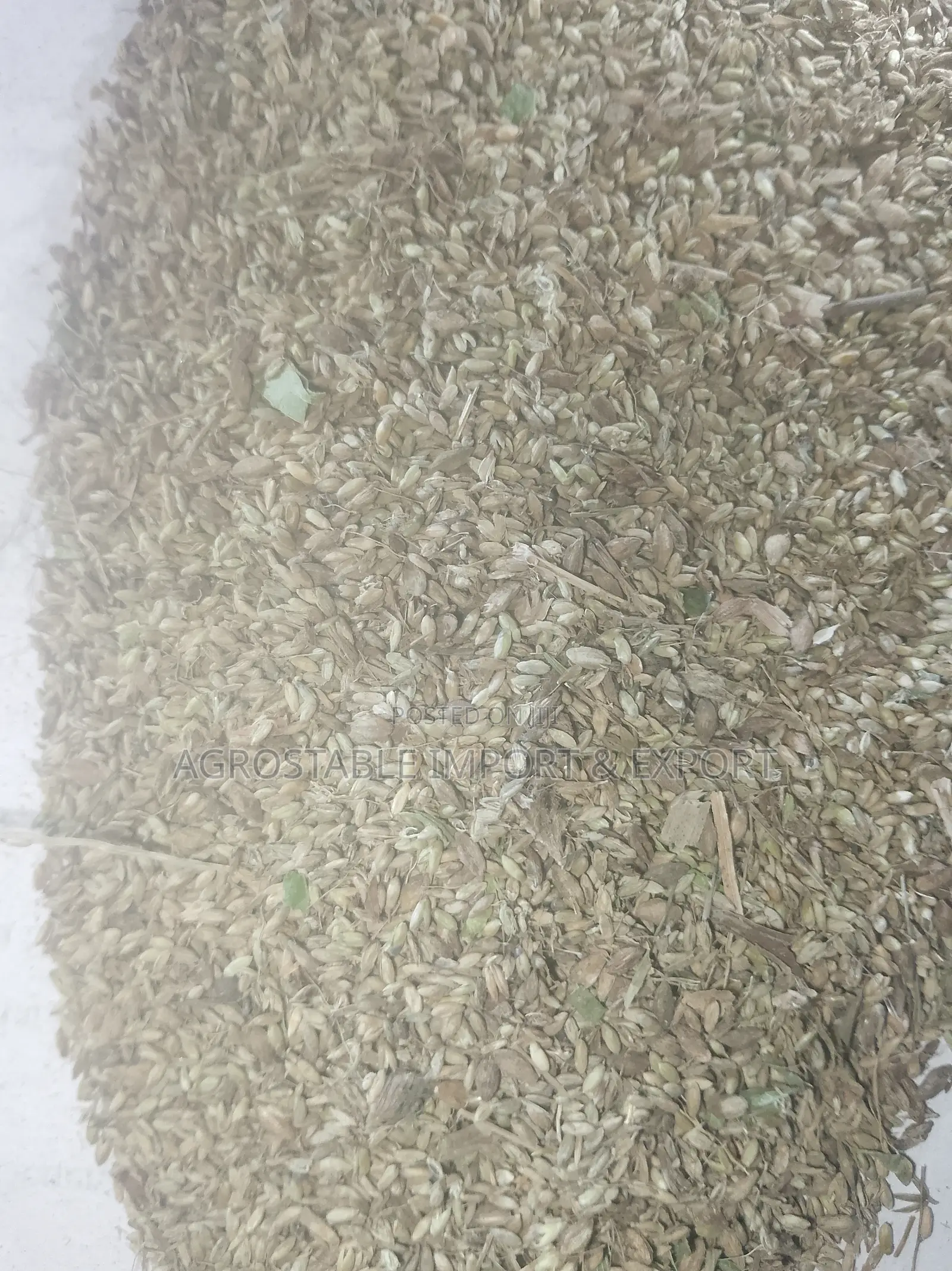 Mombasa Grass Seed Per Kg