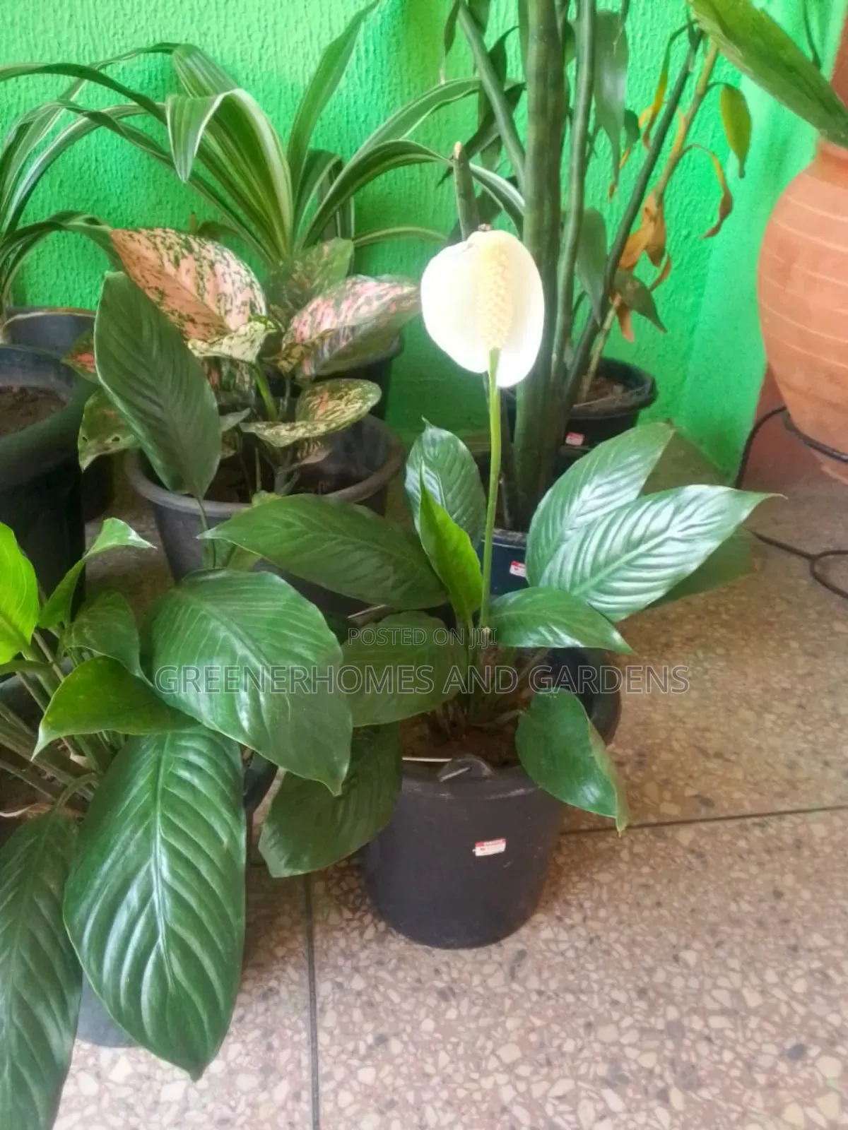 Peace Lily