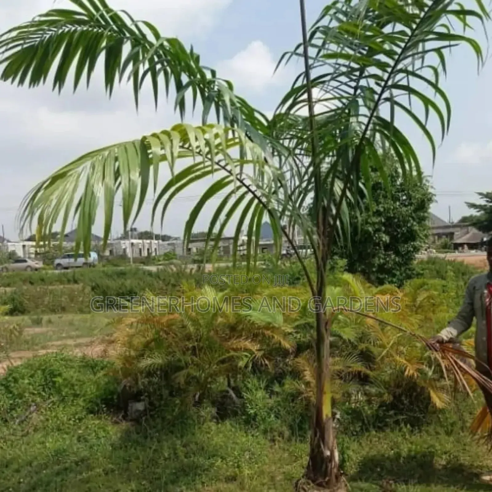 Royal Palms