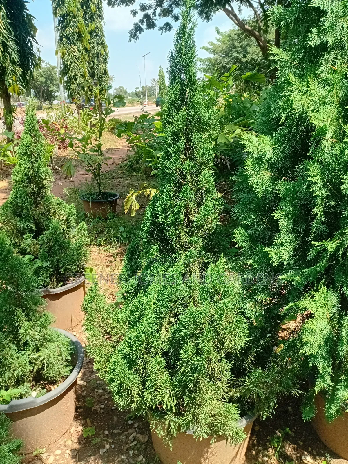 Christmas Trees