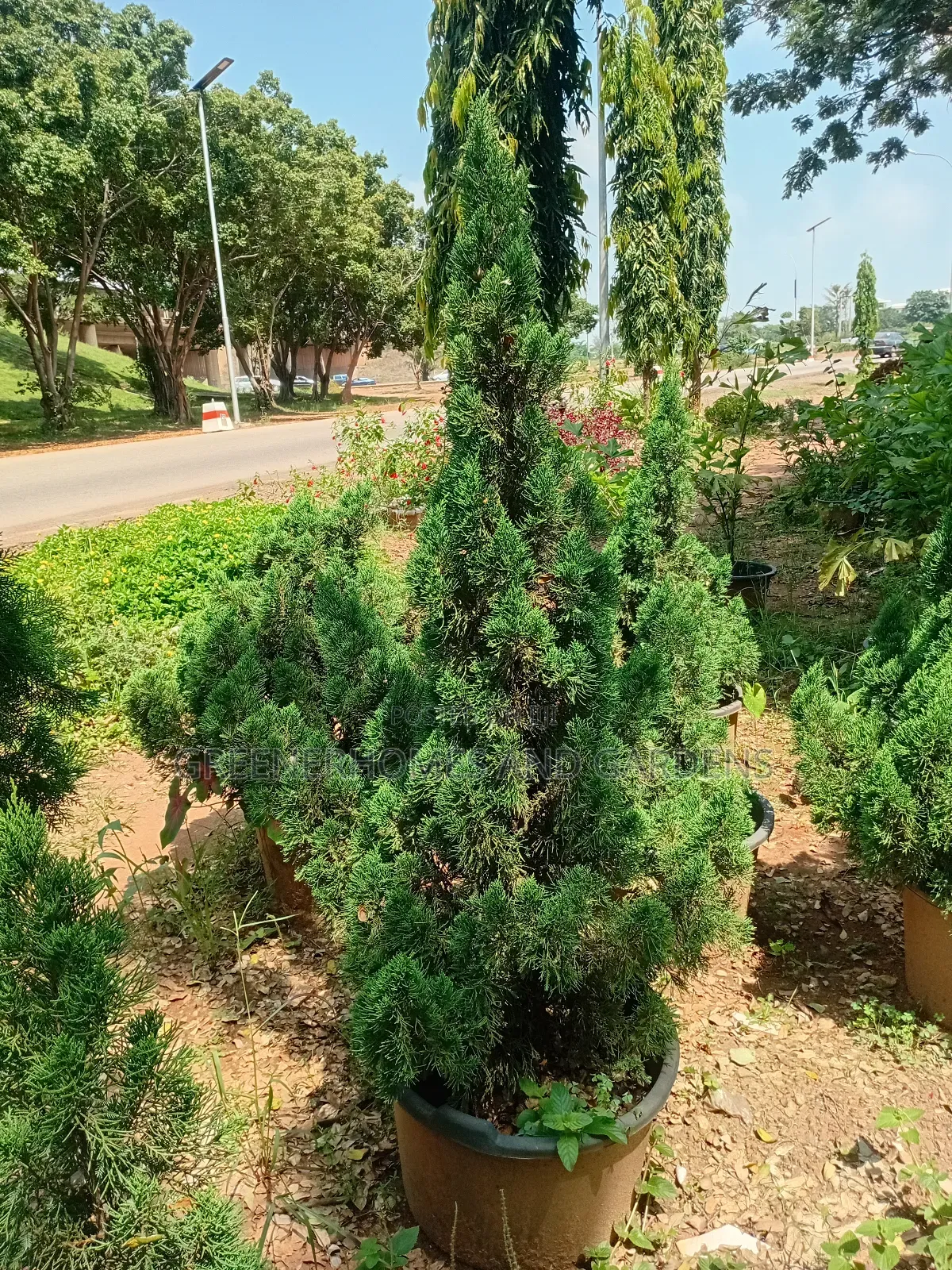 Christmas Trees