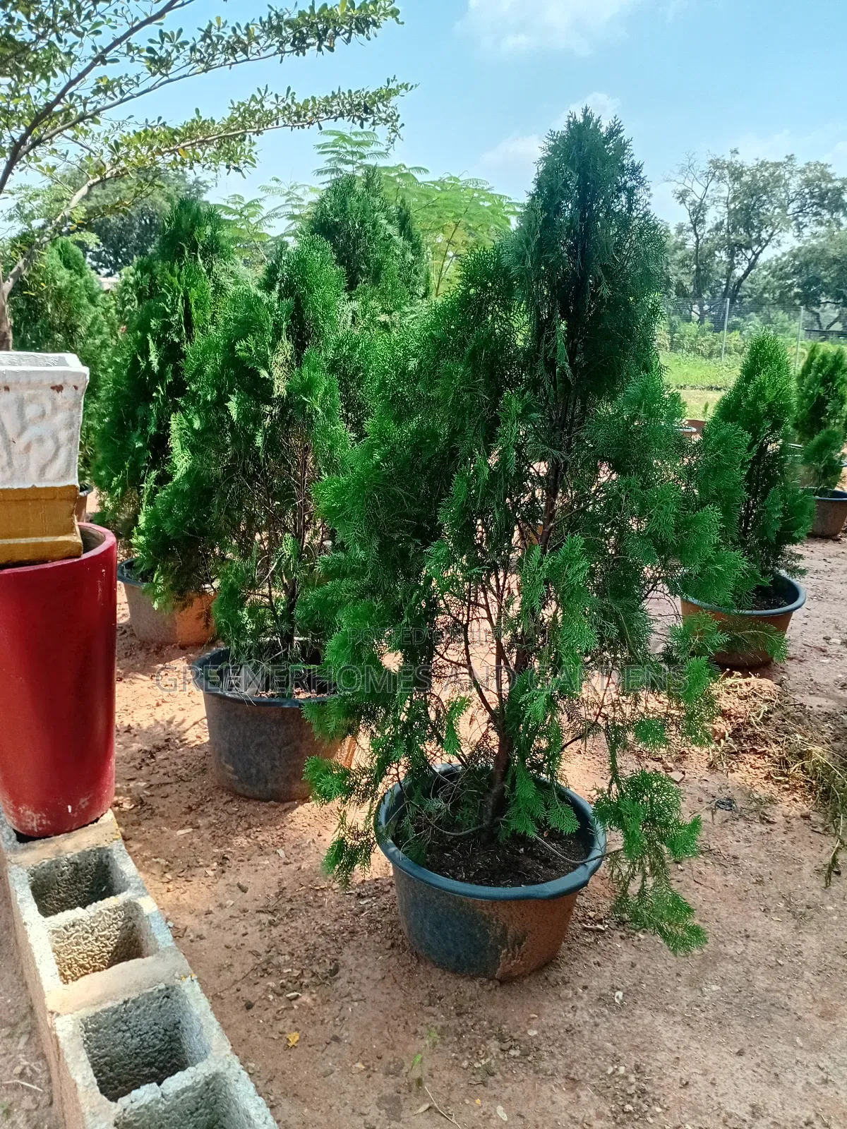 Christmas Trees