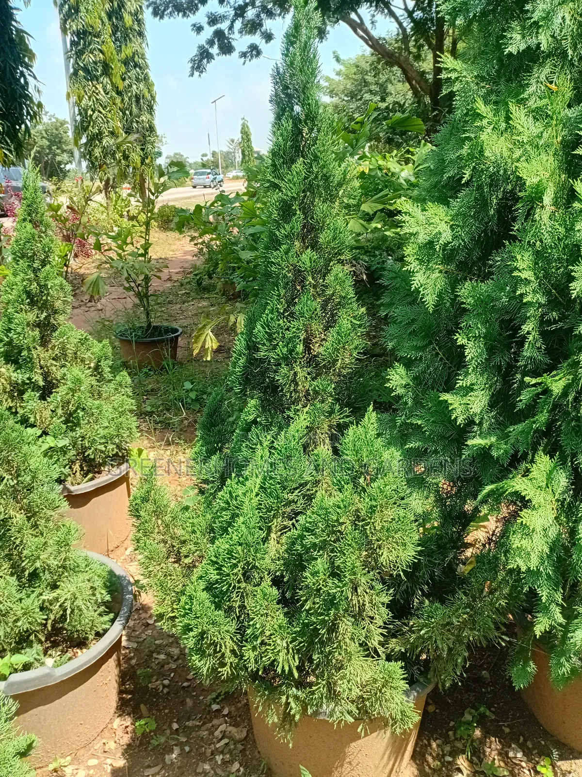 Christmas Trees
