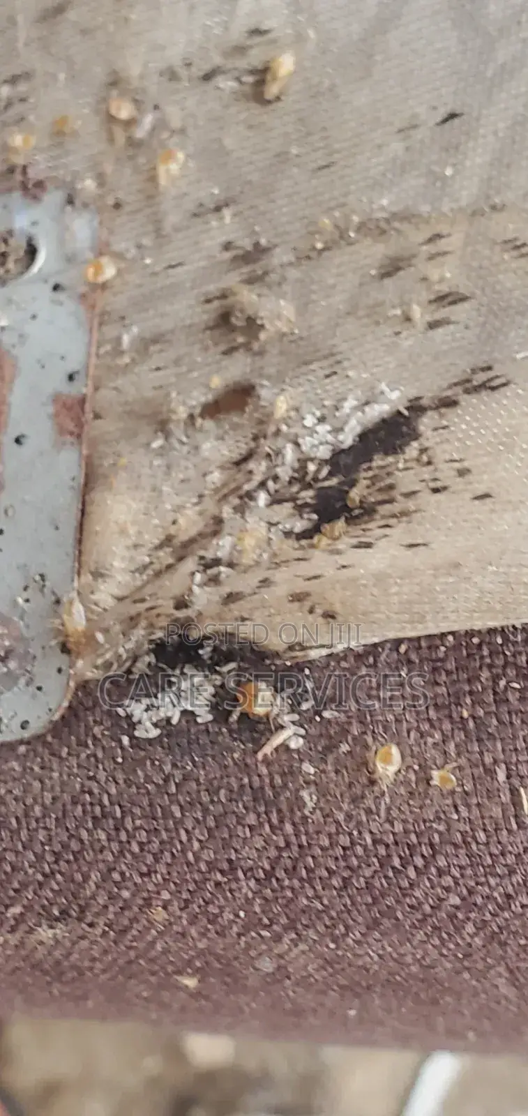 Complete Bedbug Removal Service in Lagos