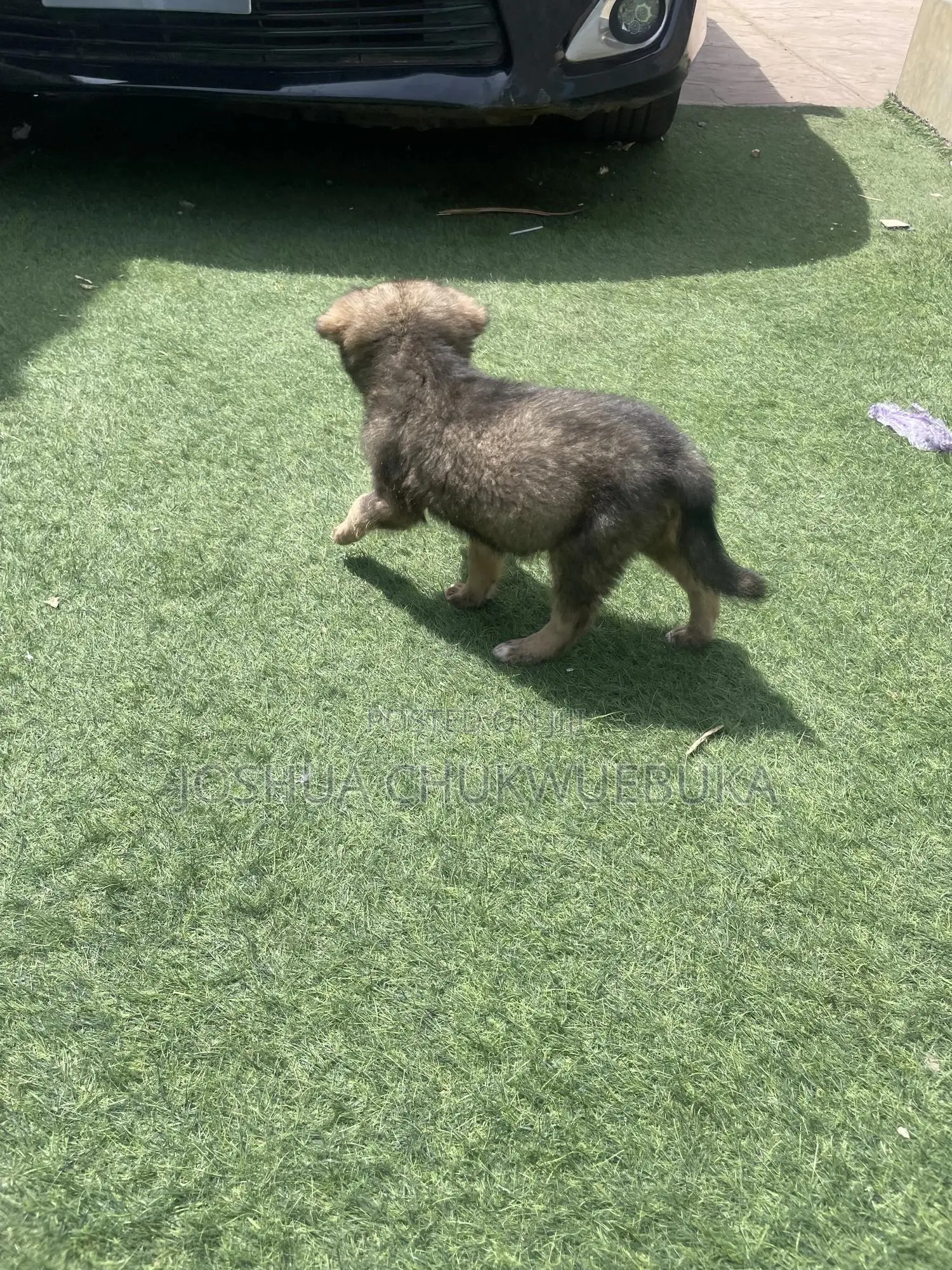 1-3 months Female Purebred Caucasian Shepherd