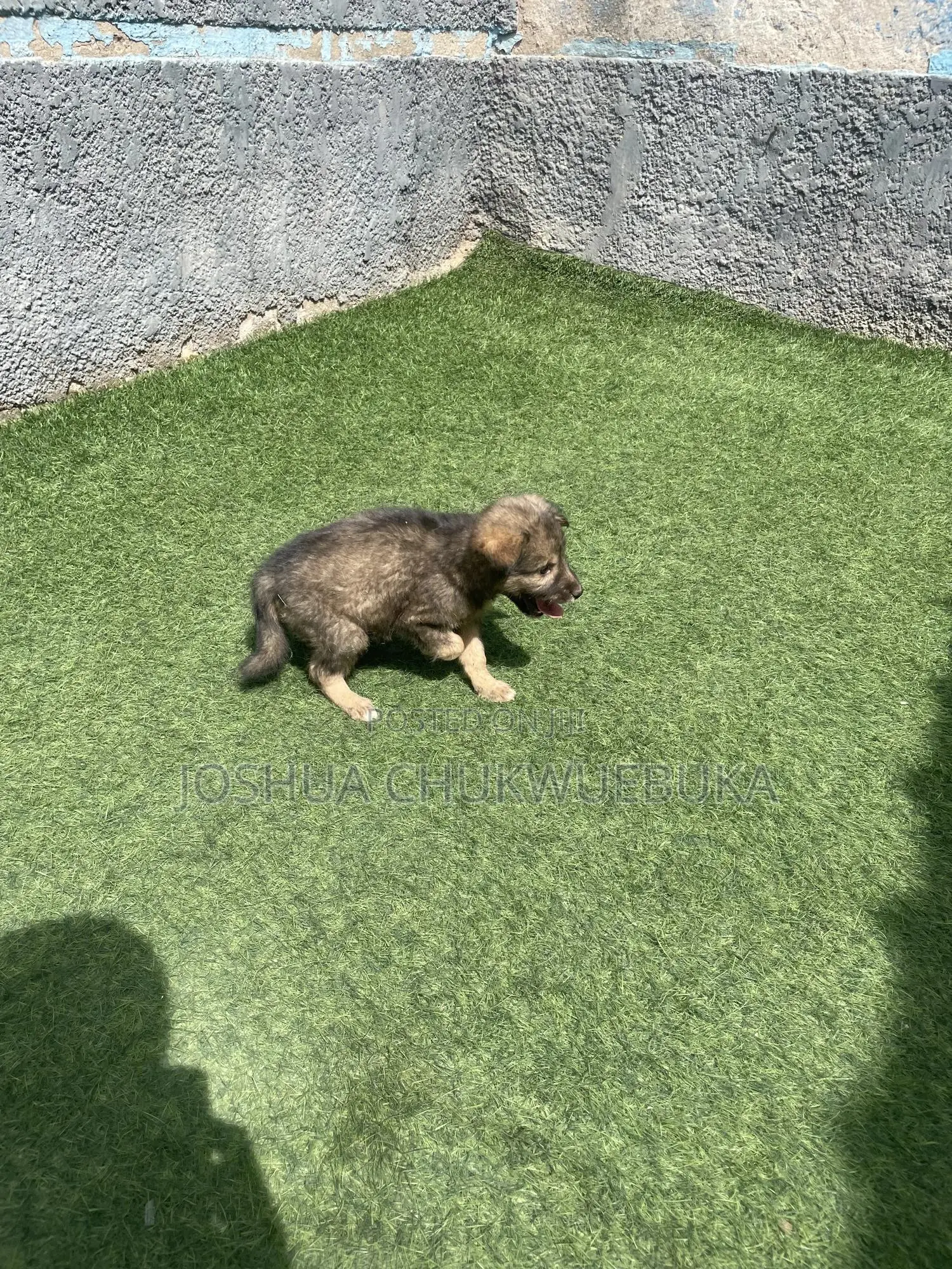 1-3 months Female Purebred Caucasian Shepherd