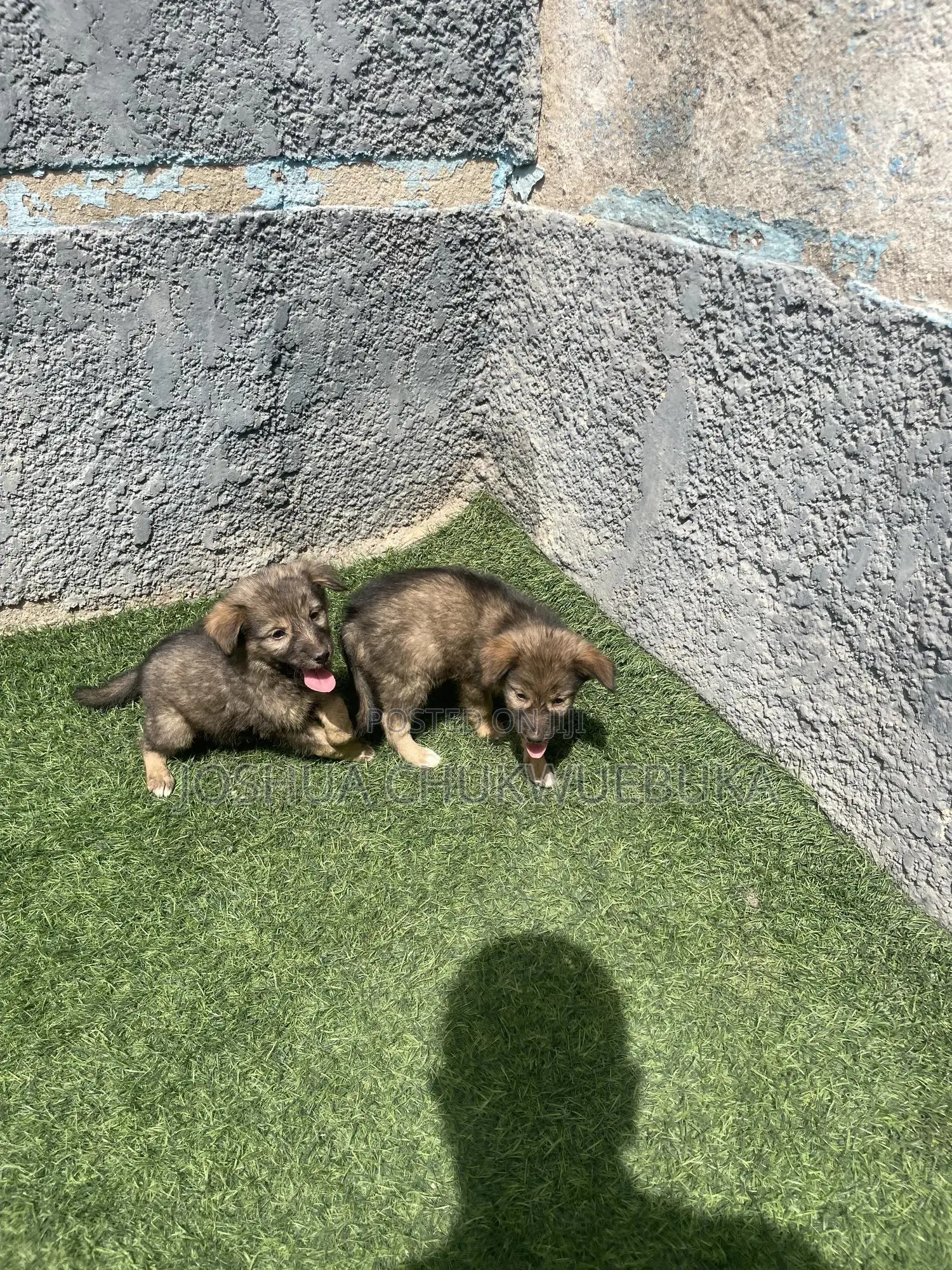 1-3 months Female Purebred Caucasian Shepherd
